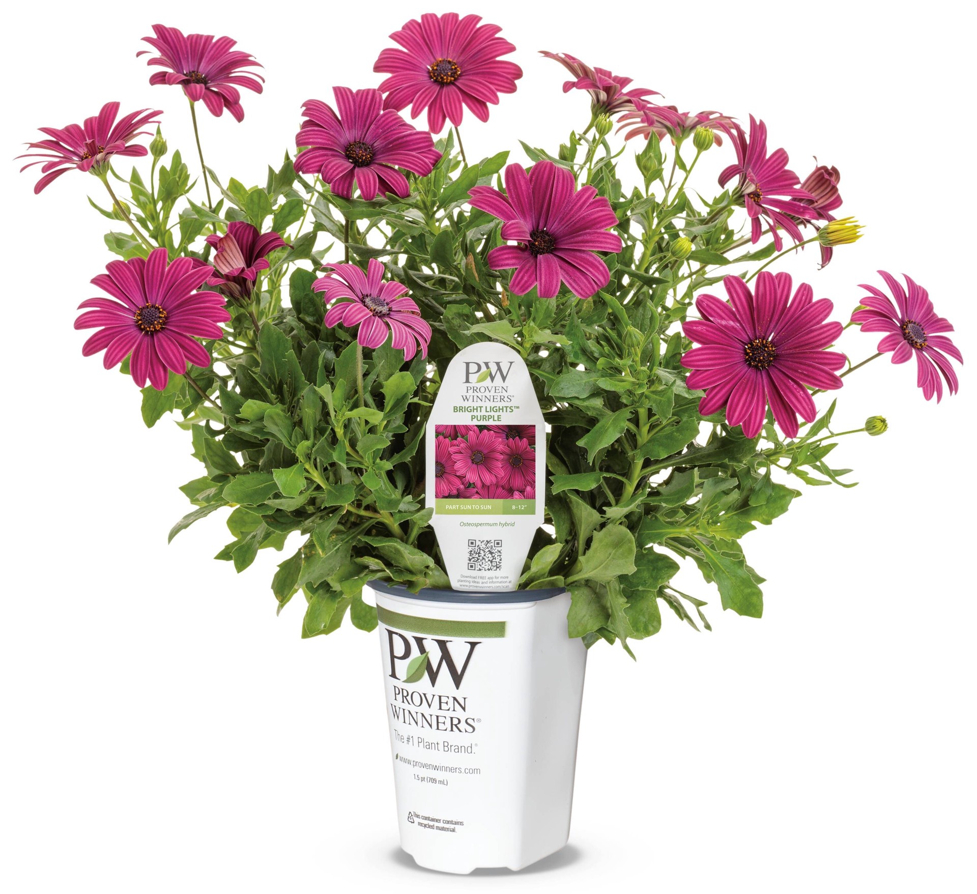 slide 1 of 4, Lowe's Multicolor African Daisy in 1.56 Pint Pot 1 -Pack, 1 ct