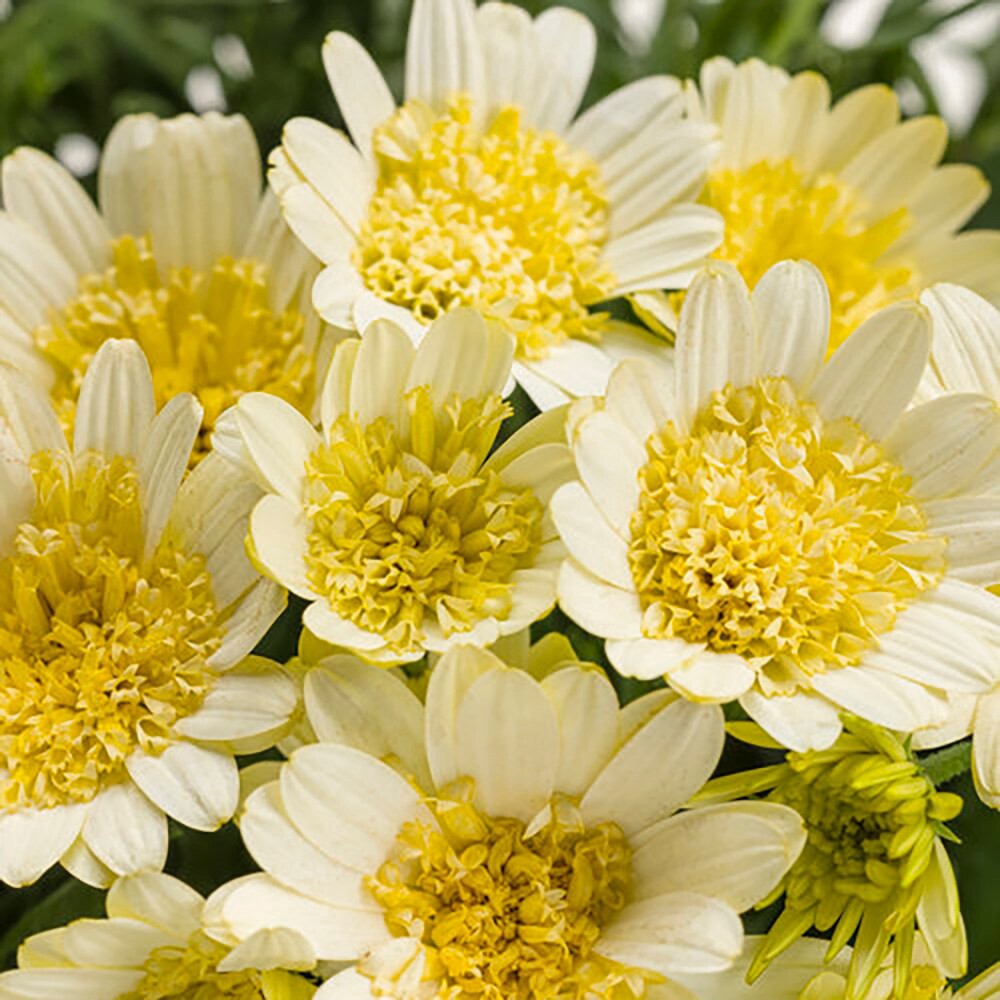 slide 2 of 4, Lowe's Yellow African Daisy in 1.56 Pint Pot 1 -Pack, 1 ct