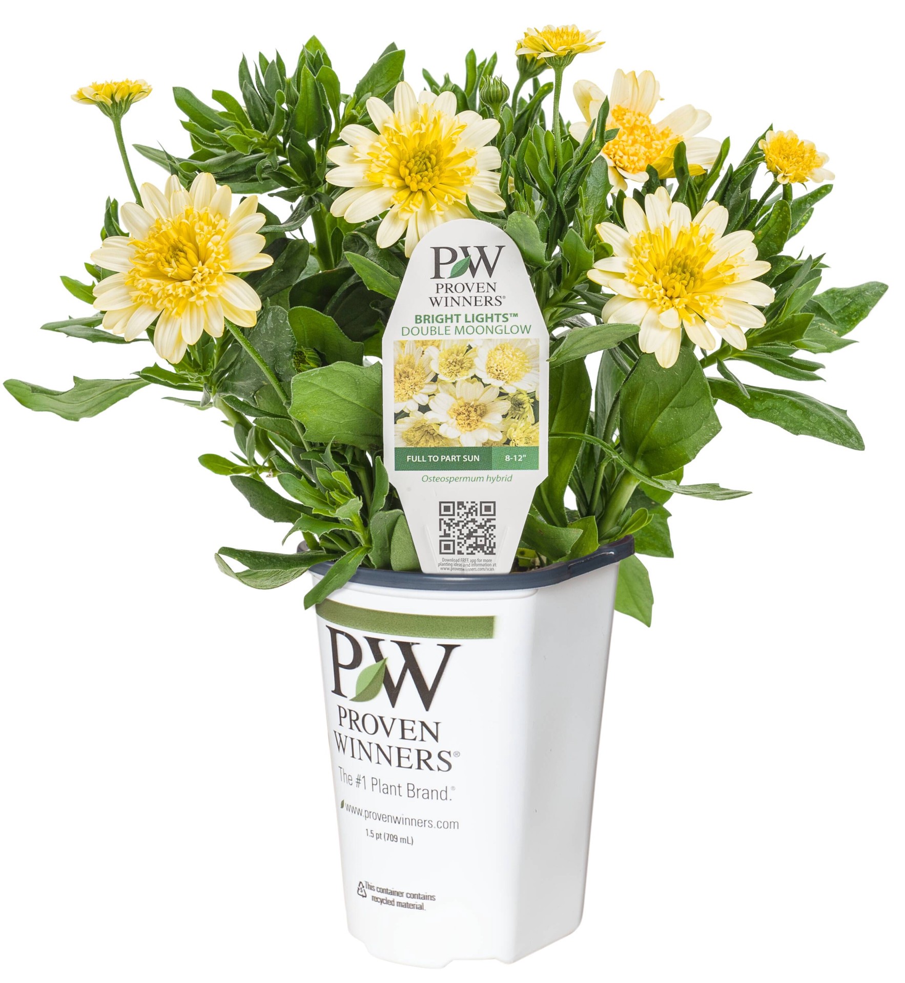 slide 1 of 4, Lowe's Yellow African Daisy in 1.56 Pint Pot 1 -Pack, 1 ct