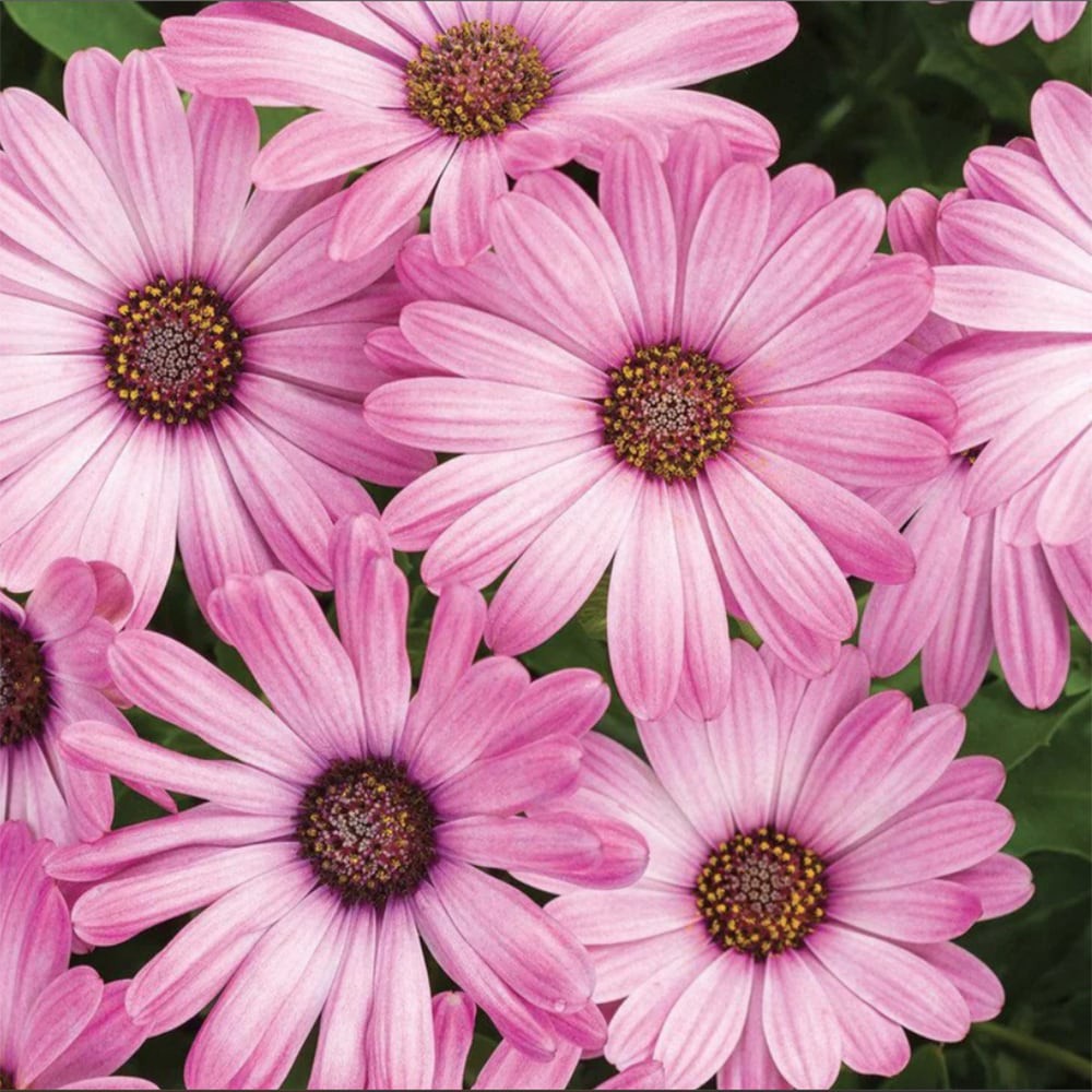 slide 2 of 4, Lowe's Pink African Daisy in 1.56 Pint Pot 1 -Pack, 1 ct