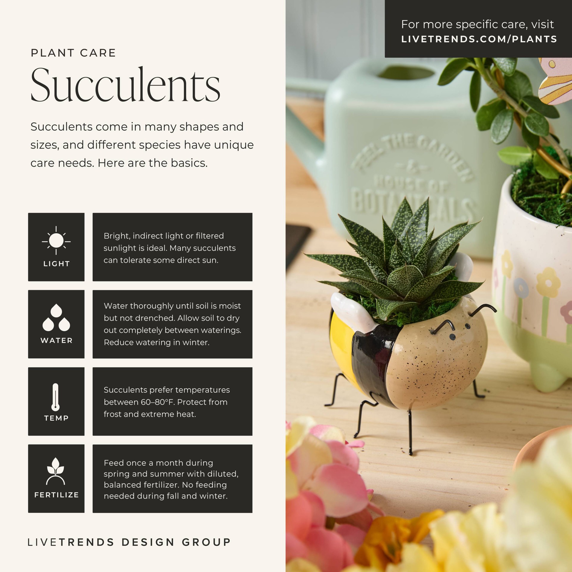 slide 2 of 5, LiveTrends Feliz - Assorted Succulents House plant in 2.30 Ounce(s) Pot 1 -Pack, 1 ct