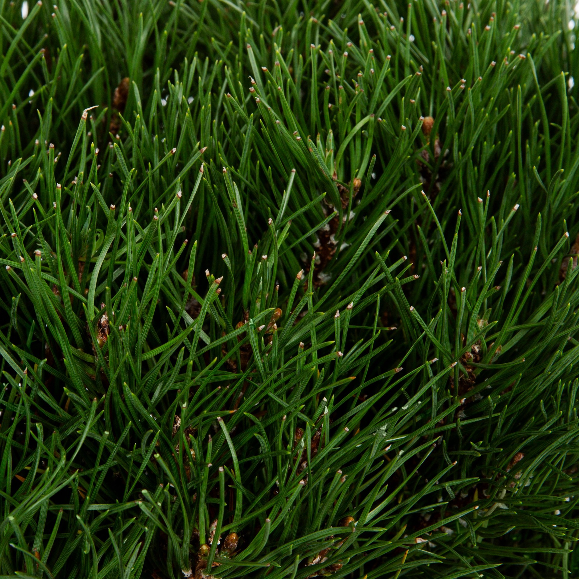 slide 2 of 4, Holiday Living Norfolk Pine in 13 Ounce(s) Planter 1 -Pack, 1 ct