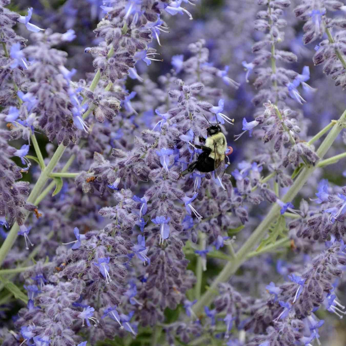 slide 2 of 4, Lowe's Purple Russian Sage Plant in 2 -Quart Pot 1 -Pack, 1 ct