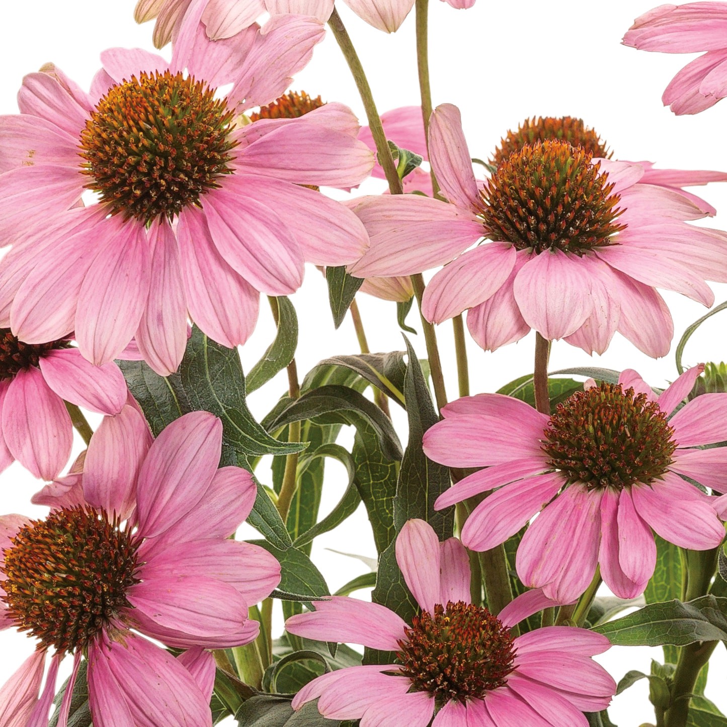 slide 2 of 4, Monrovia Pink The Fuchsia is Bright' Coneflower Plant in 2 -Quart Pot 1 -Pack, 1 ct