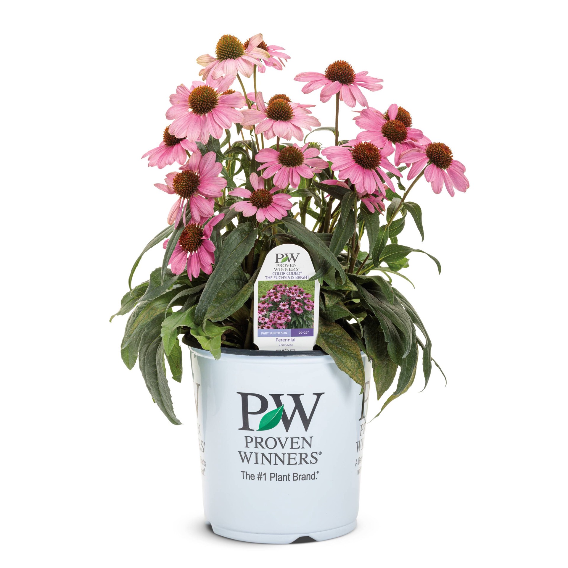slide 1 of 4, Monrovia Pink The Fuchsia is Bright' Coneflower Plant in 2 -Quart Pot 1 -Pack, 1 ct