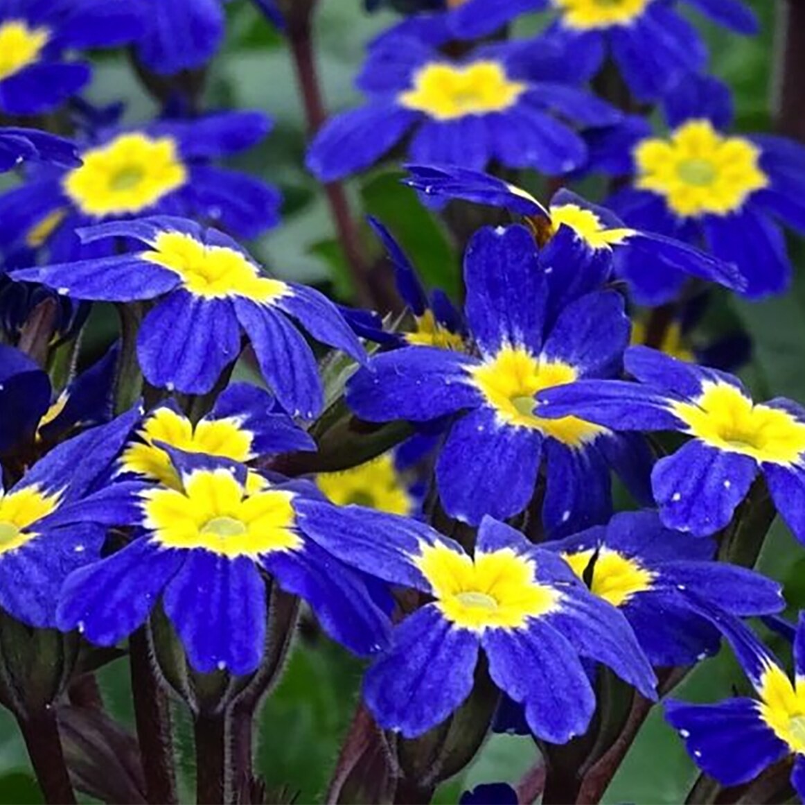 slide 2 of 4, Lowe's Multicolor Flower Plant in 2 -Quart Pot 1.0 -Pack, 1 ct