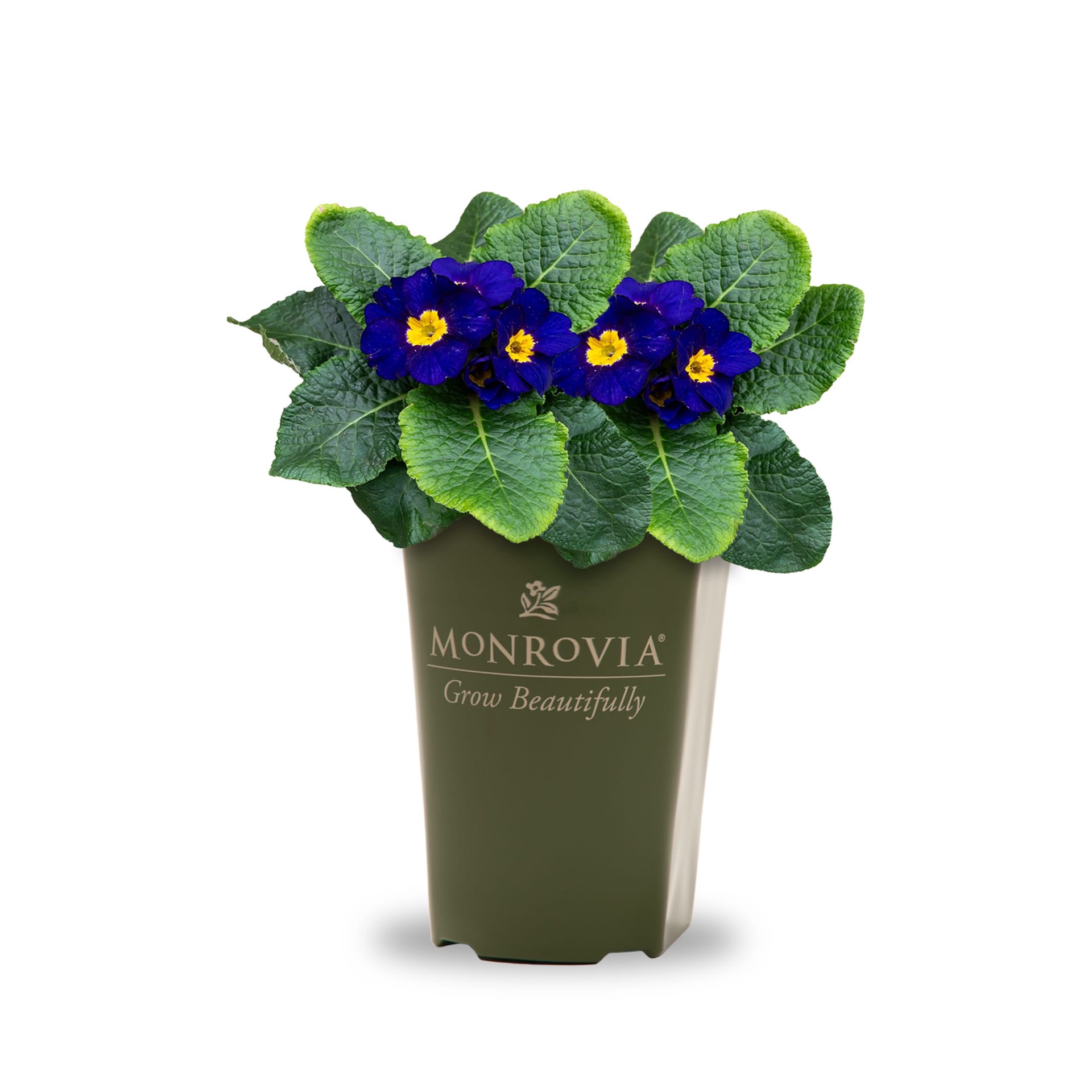 slide 1 of 4, Lowe's Multicolor Flower Plant in 2 -Quart Pot 1.0 -Pack, 1 ct