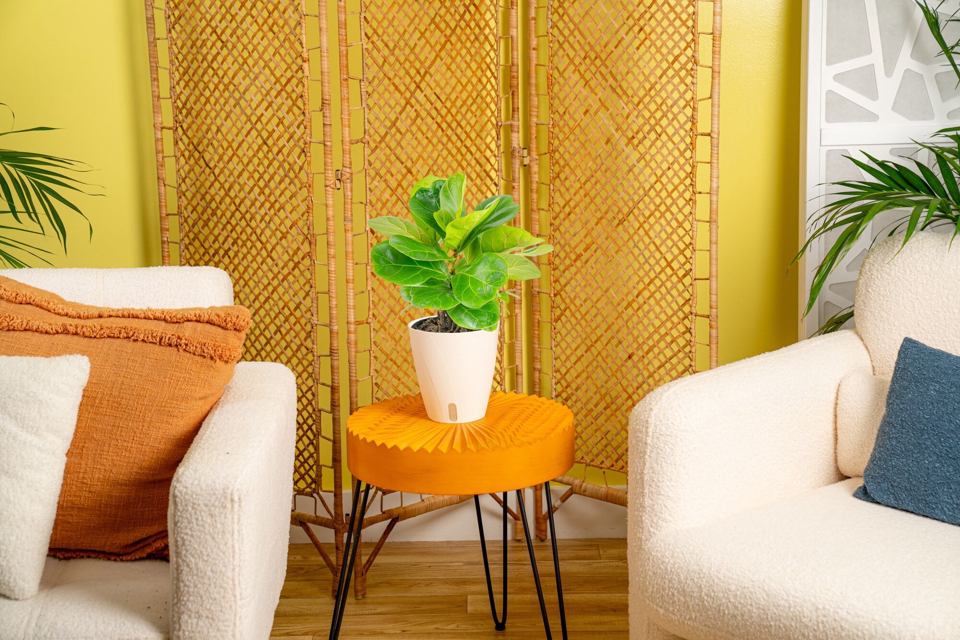 slide 3 of 6, Costa Farms Fiddleleaf Fig House plant in 1.4 Quart(s) Self-watering pot 1 -Pack, 1 ct