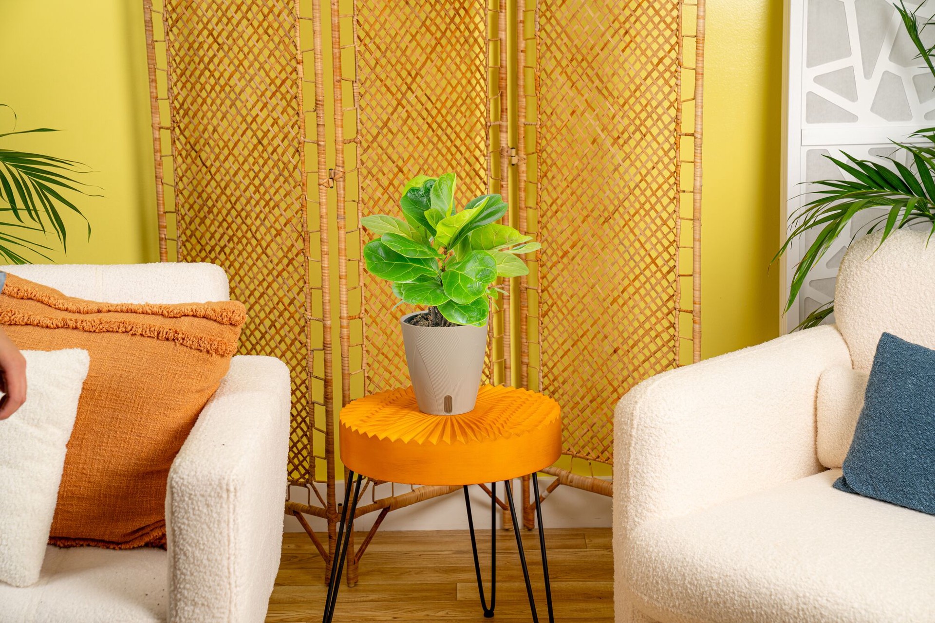 slide 4 of 6, Costa Farms Fiddleleaf Fig House plant in 1.4 Quart(s) Self-watering pot 1 -Pack, 1 ct