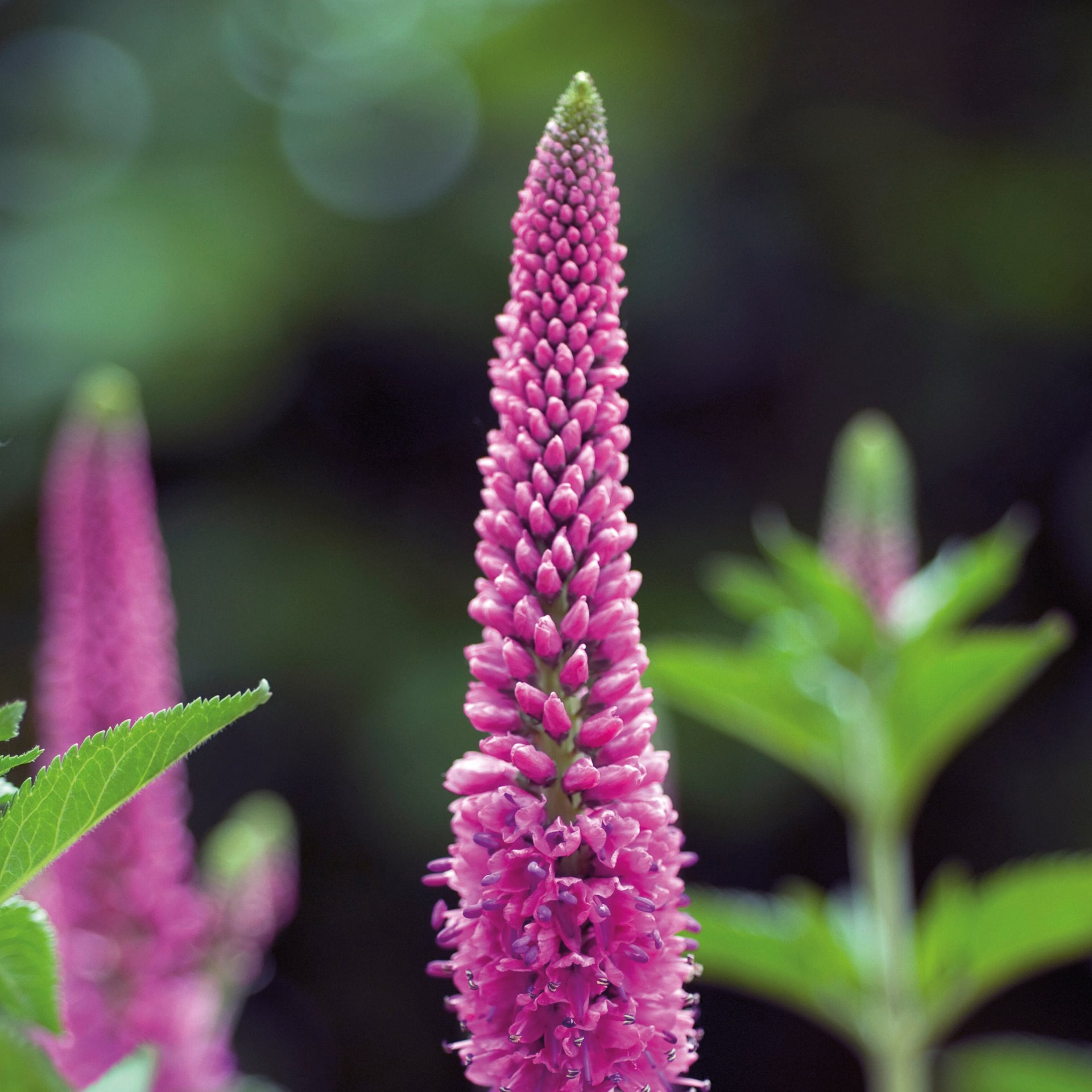 slide 2 of 4, Monrovia Pink First Love Veronica Plant in 1 -Gallon Pot 1 -Pack, 1 ct