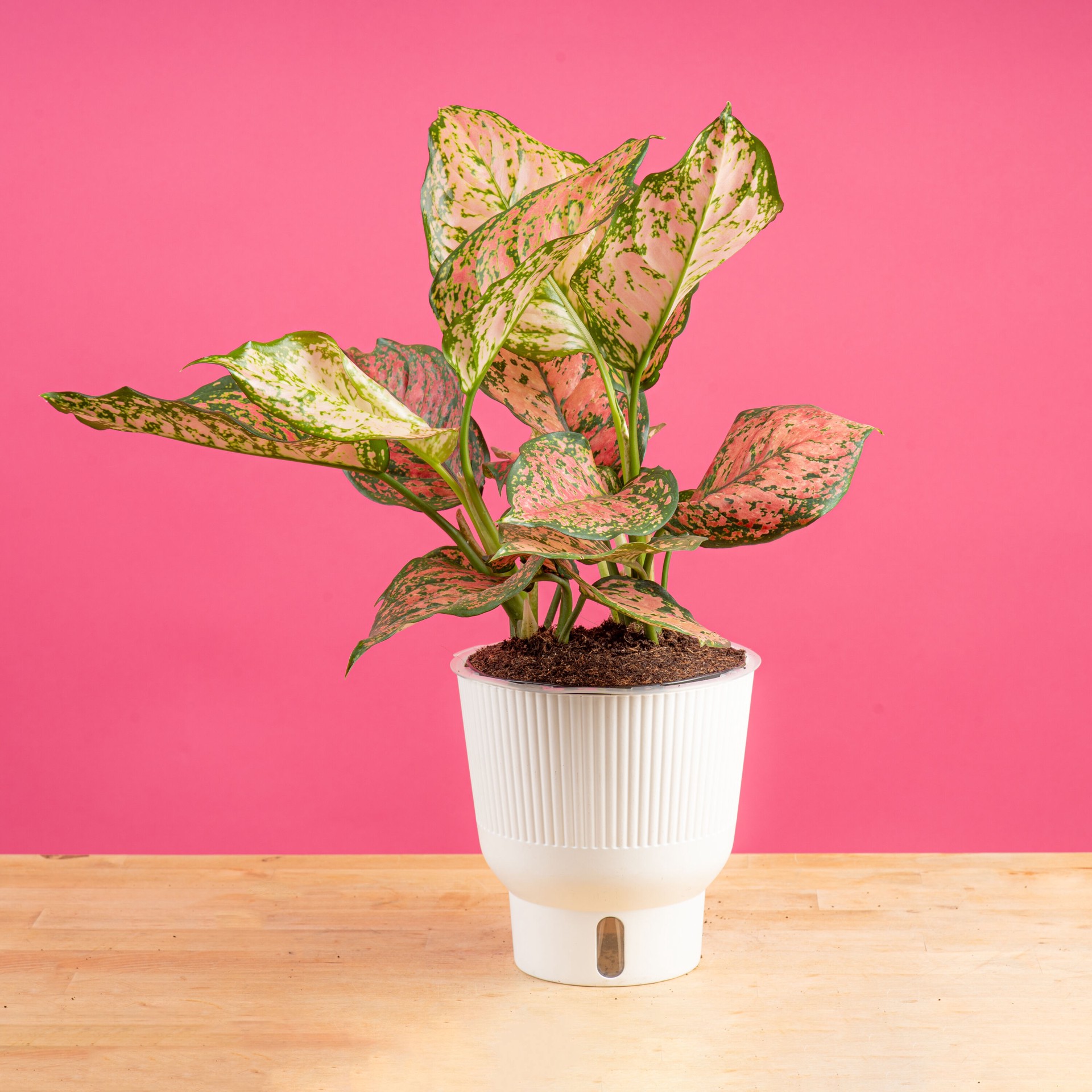 slide 3 of 6, Costa Farms Trending Tropicals Aglaonema House plant in 1.4 Quart(s) Self-watering pot 1 -Pack, 1 ct