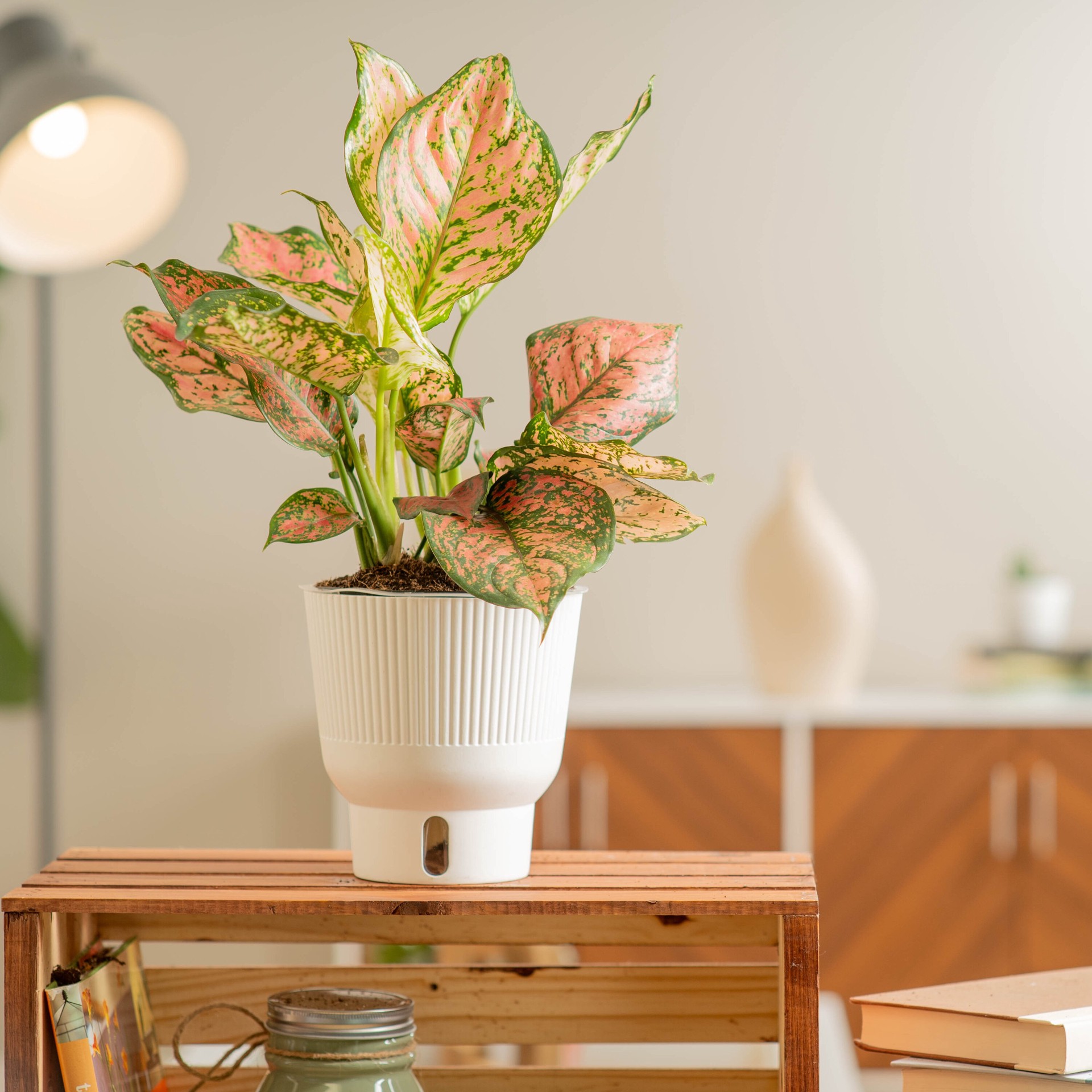 slide 4 of 6, Costa Farms Trending Tropicals Aglaonema House plant in 1.4 Quart(s) Self-watering pot 1 -Pack, 1 ct