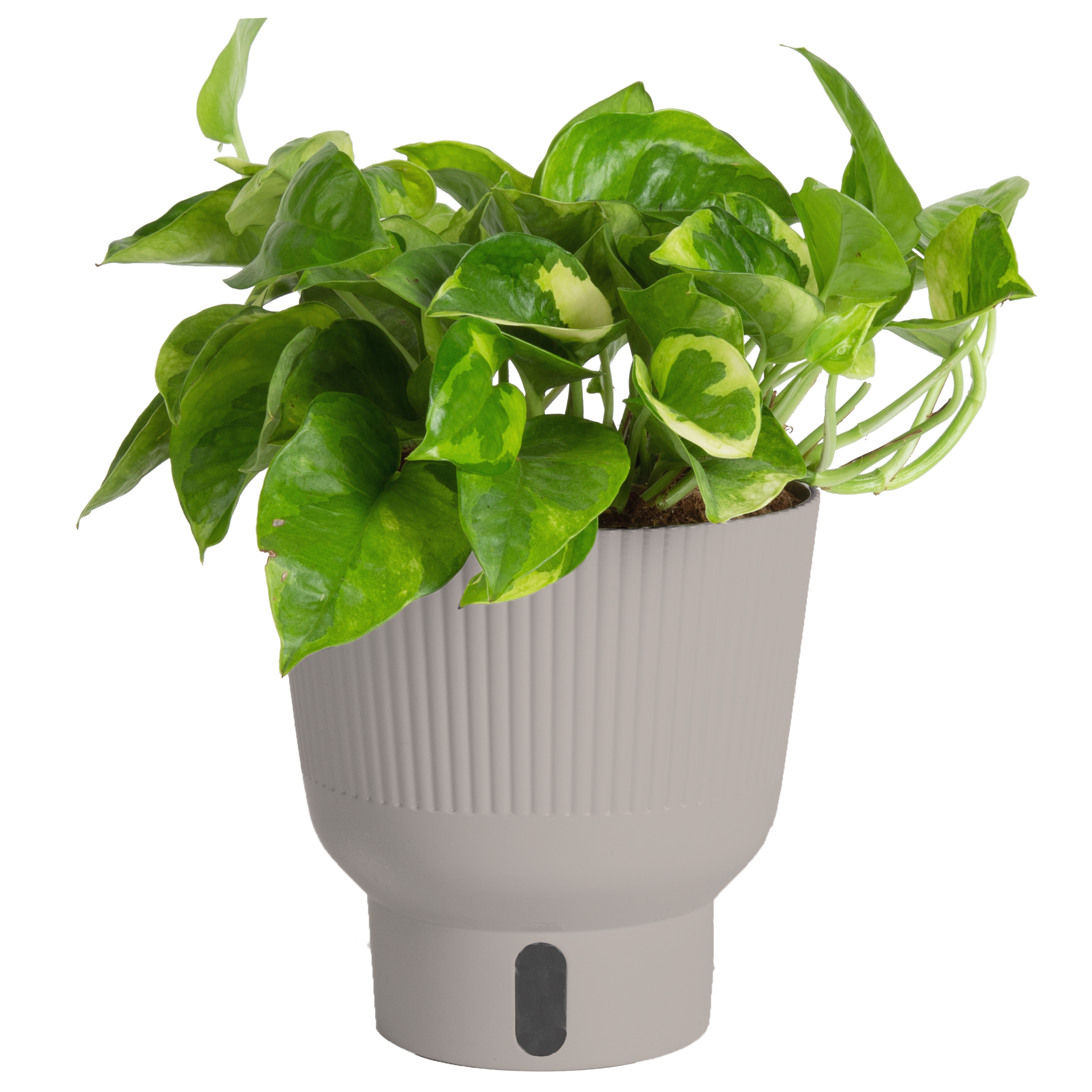 slide 2 of 6, Costa Farms Trending Tropicals Pothos House plant in 1.4 Quart(s) Self-watering pot 1 -Pack, 1 ct