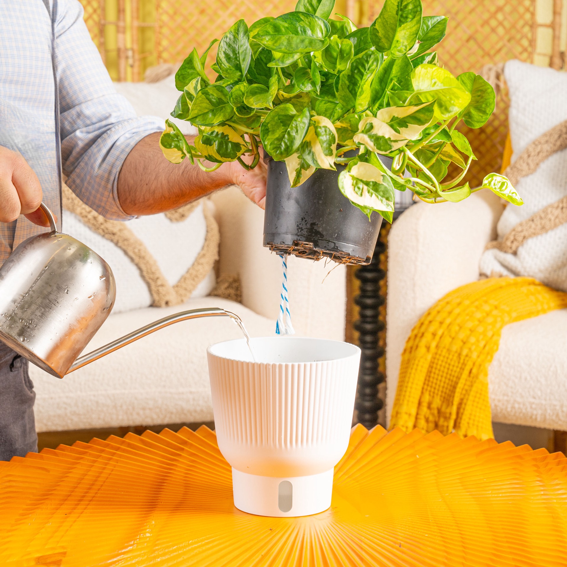 slide 4 of 6, Costa Farms Trending Tropicals Pothos House plant in 1.4 Quart(s) Self-watering pot 1 -Pack, 1 ct