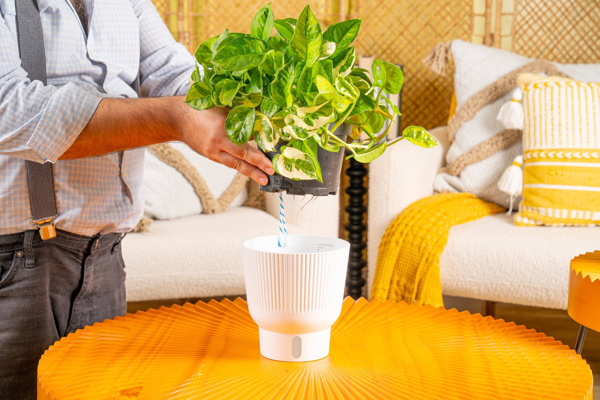 slide 5 of 6, Costa Farms Trending Tropicals Pothos House plant in 1.4 Quart(s) Self-watering pot 1 -Pack, 1 ct