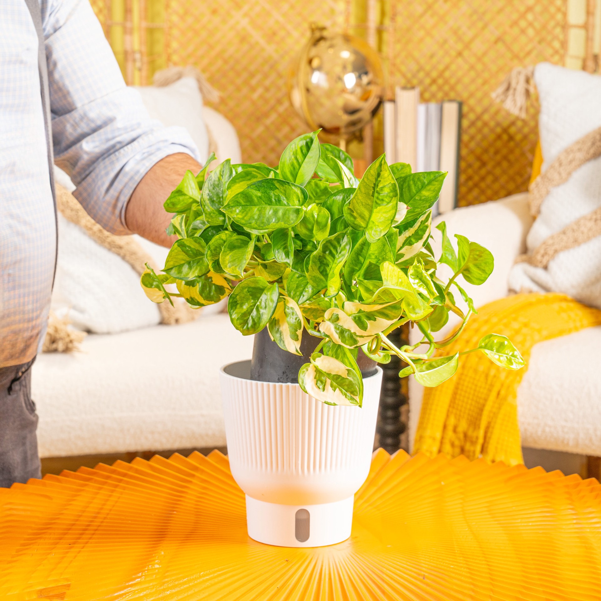 slide 6 of 6, Costa Farms Trending Tropicals Pothos House plant in 1.4 Quart(s) Self-watering pot 1 -Pack, 1 ct