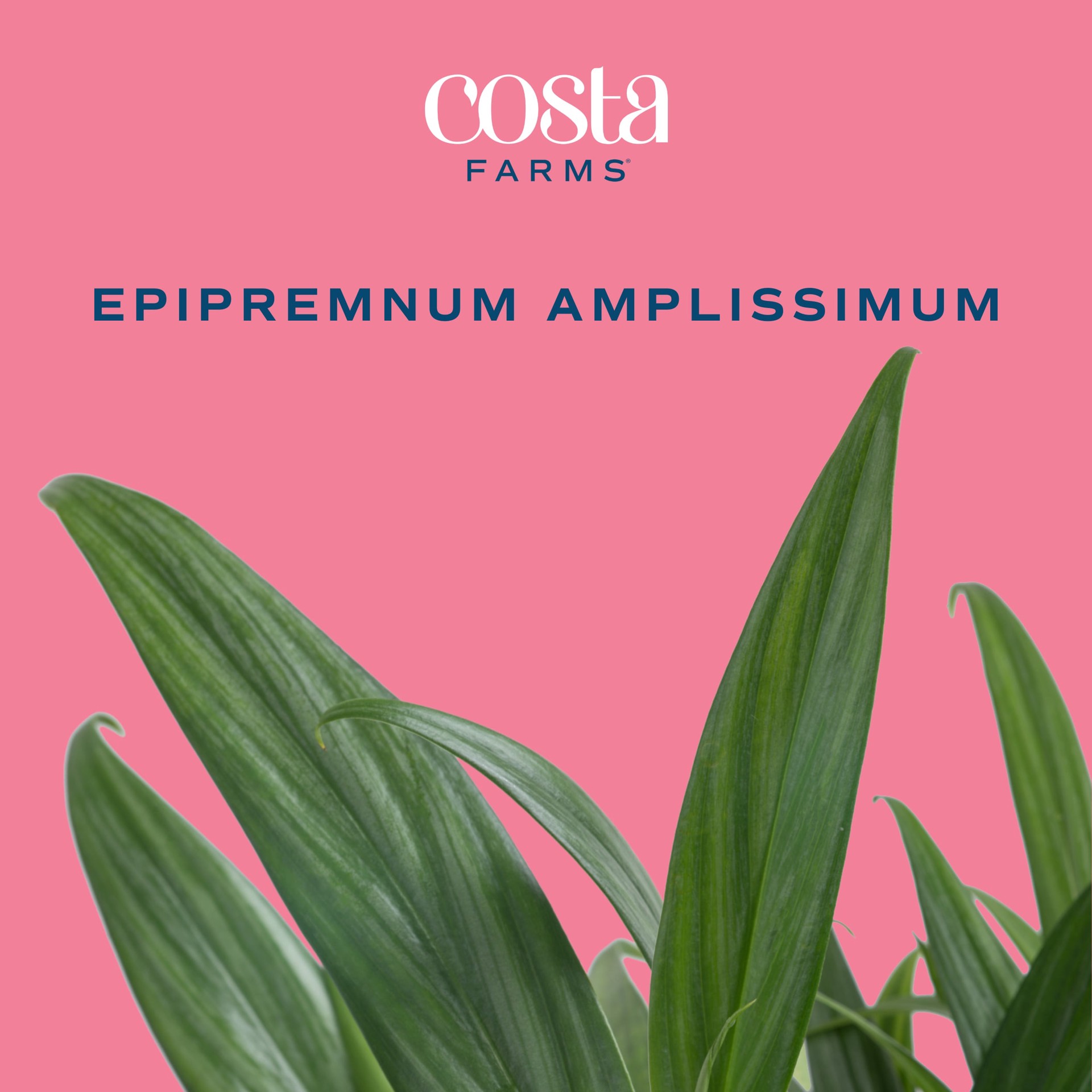 slide 2 of 6, Costa Farms Pothos House plant in 1.4 Quart(s) Self-watering pot 1 -Pack, 1 ct