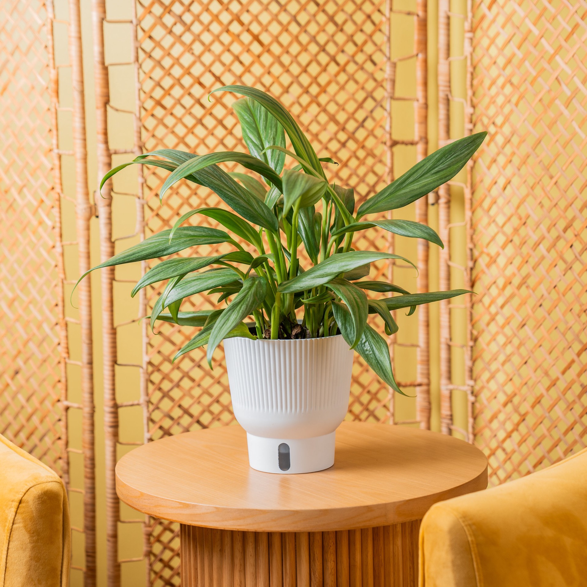 slide 4 of 6, Costa Farms Pothos House plant in 1.4 Quart(s) Self-watering pot 1 -Pack, 1 ct