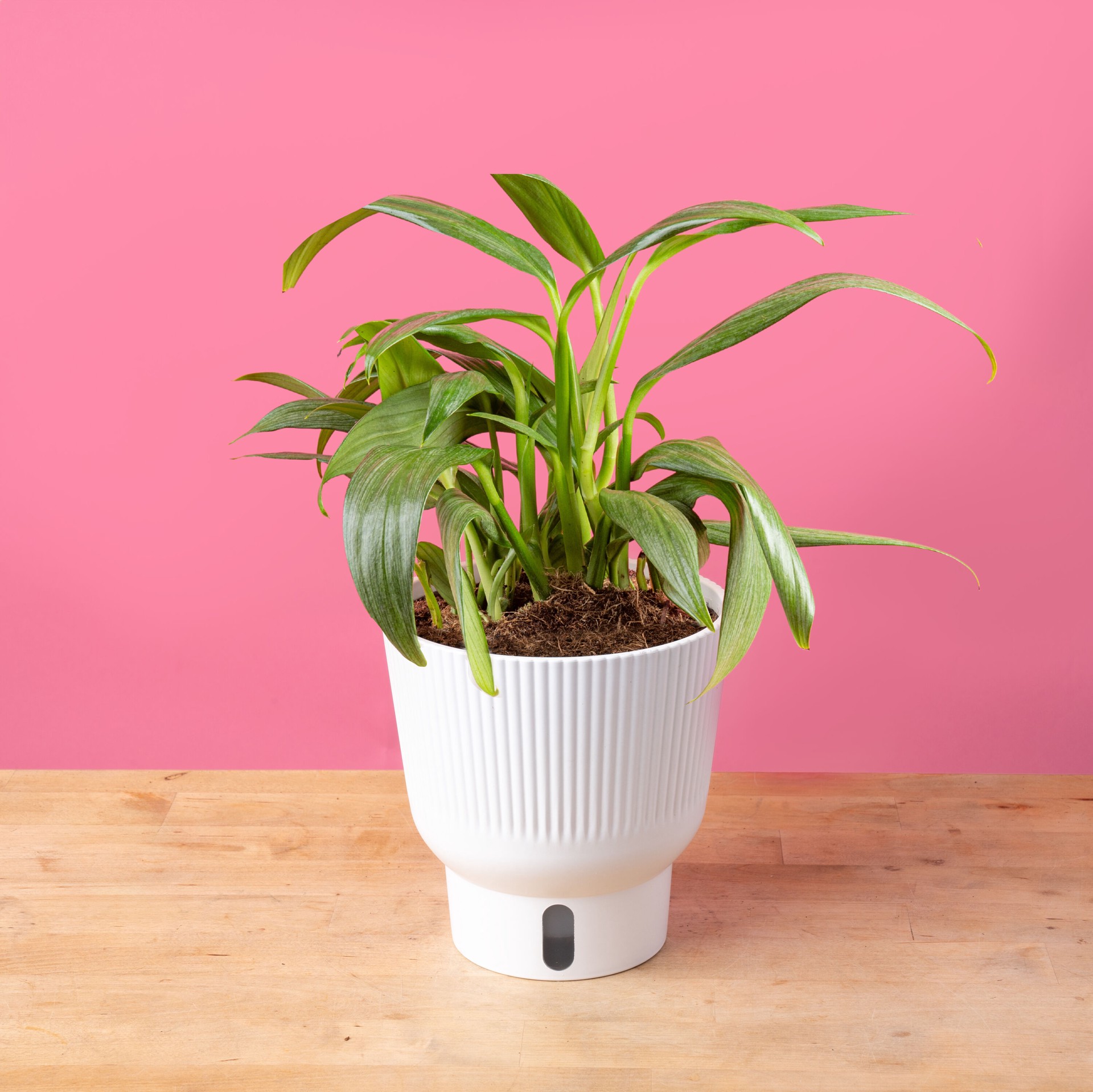 slide 5 of 6, Costa Farms Pothos House plant in 1.4 Quart(s) Self-watering pot 1 -Pack, 1 ct