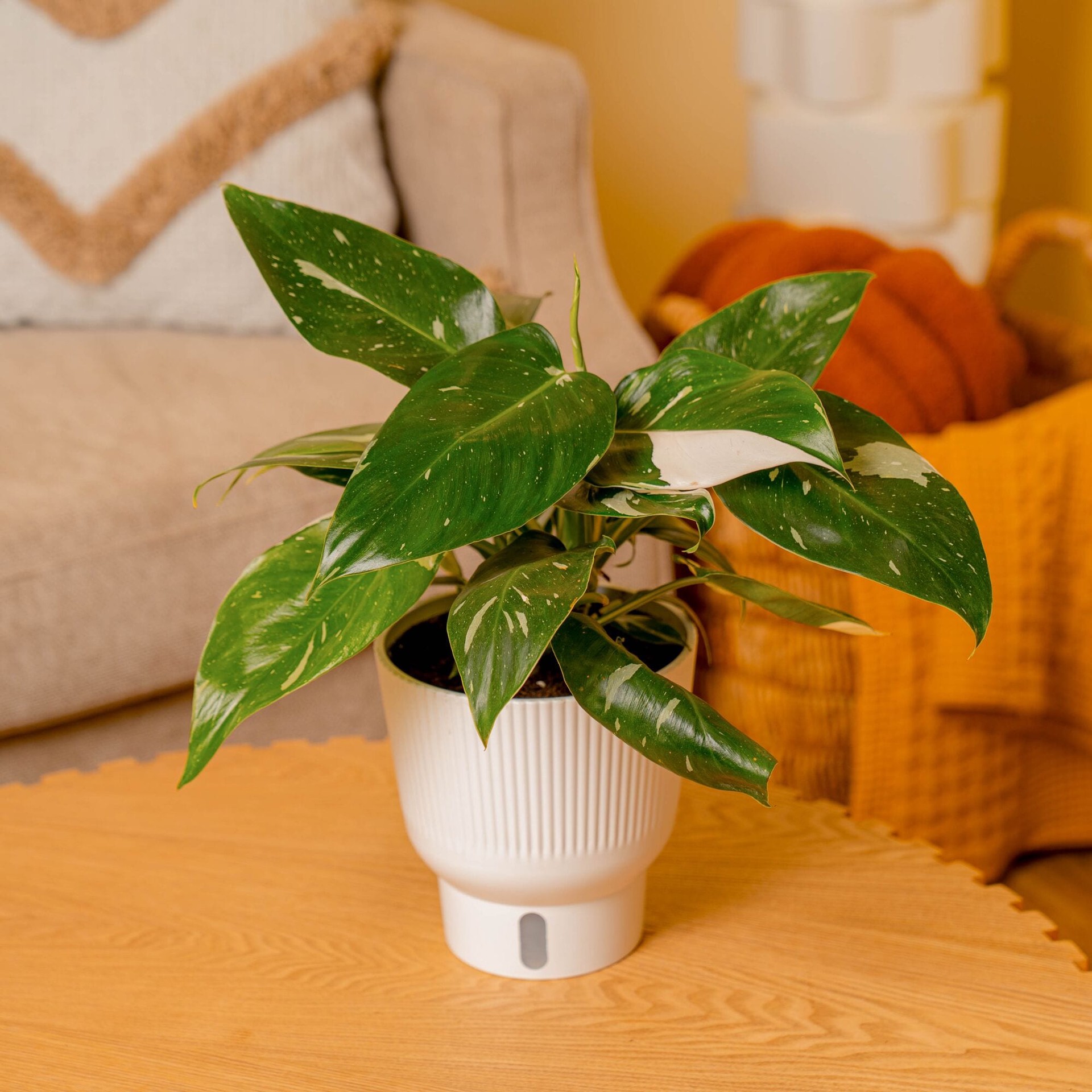 slide 2 of 6, Costa Farms Trending Tropicals Philodendron House plant in 1.4 Quart(s) Self-watering pot 1 -Pack, 1 ct