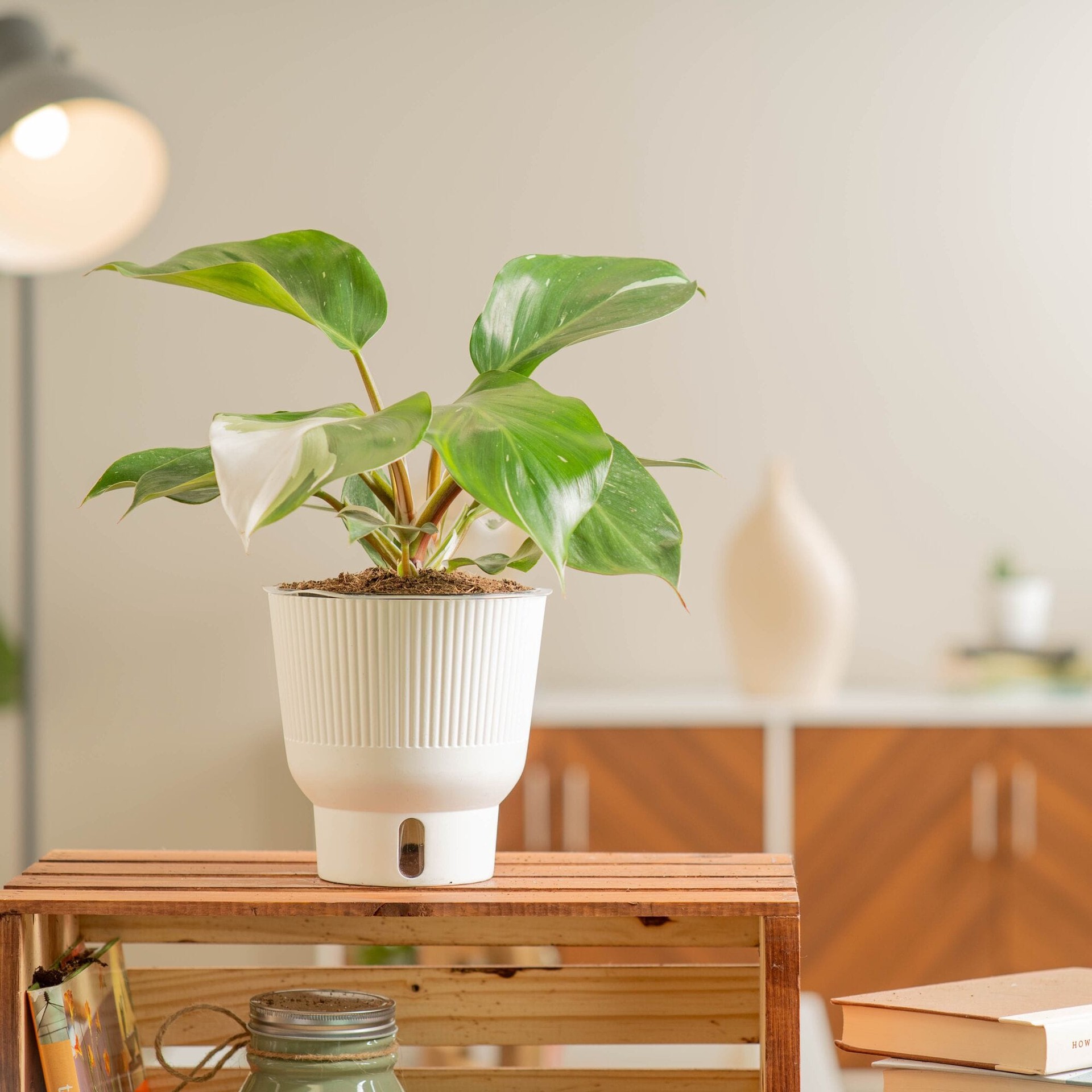 slide 4 of 6, Costa Farms Trending Tropicals Philodendron House plant in 1.4 Quart(s) Self-watering pot 1 -Pack, 1 ct