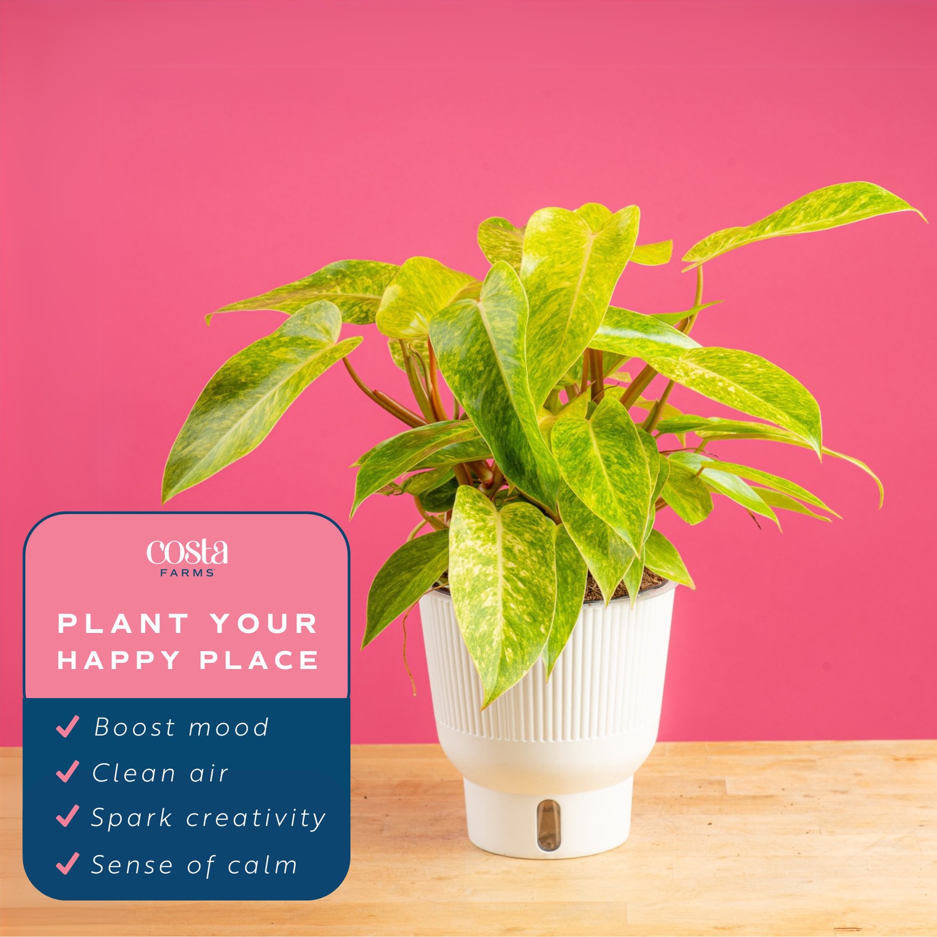 slide 2 of 6, Costa Farms Trending Tropicals Philodendron House plant in 1.4 Quart(s) Self-watering pot 1 -Pack, 1 ct