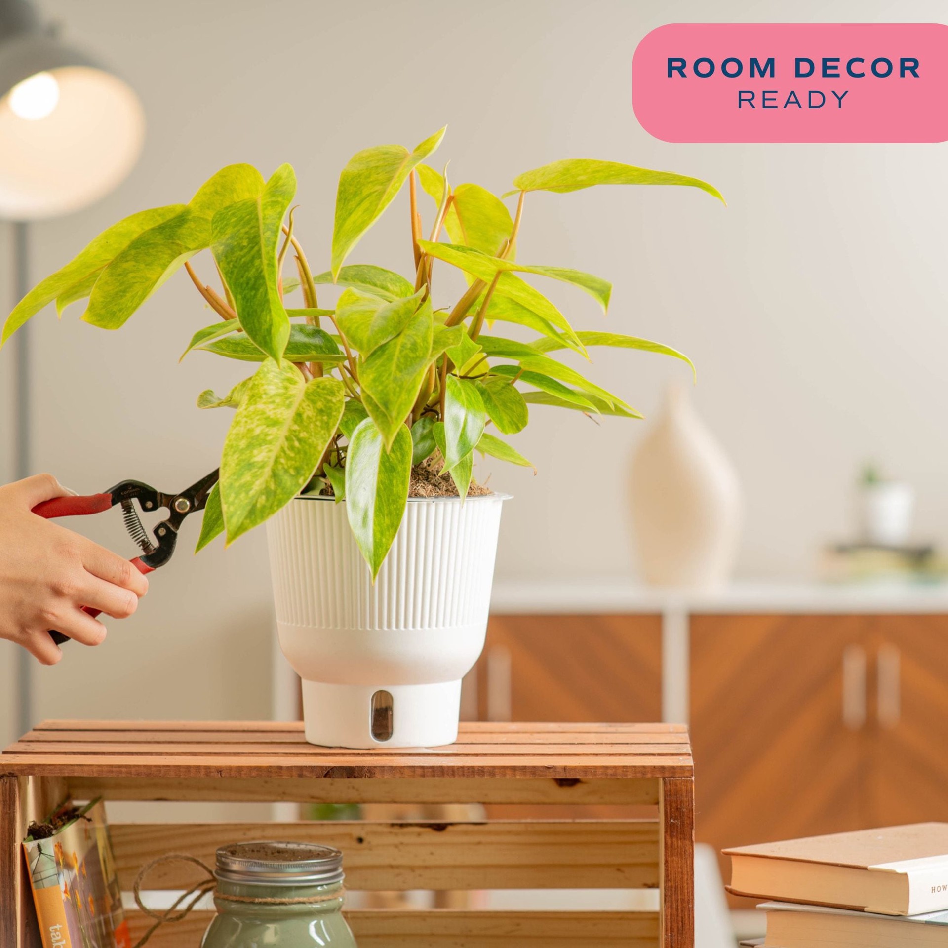 slide 3 of 6, Costa Farms Trending Tropicals Philodendron House plant in 1.4 Quart(s) Self-watering pot 1 -Pack, 1 ct