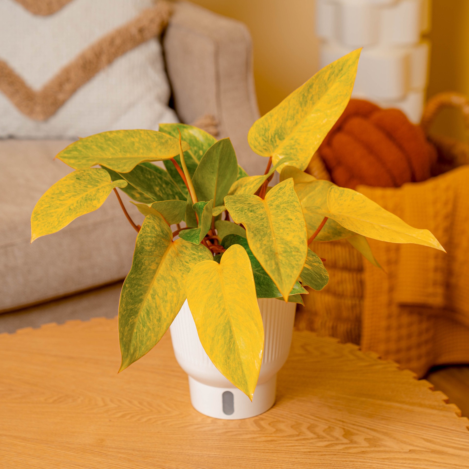 slide 4 of 6, Costa Farms Trending Tropicals Philodendron House plant in 1.4 Quart(s) Self-watering pot 1 -Pack, 1 ct