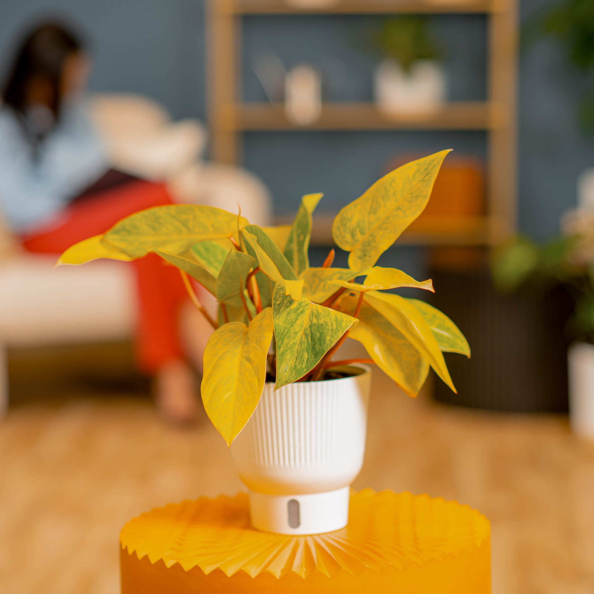 slide 5 of 6, Costa Farms Trending Tropicals Philodendron House plant in 1.4 Quart(s) Self-watering pot 1 -Pack, 1 ct