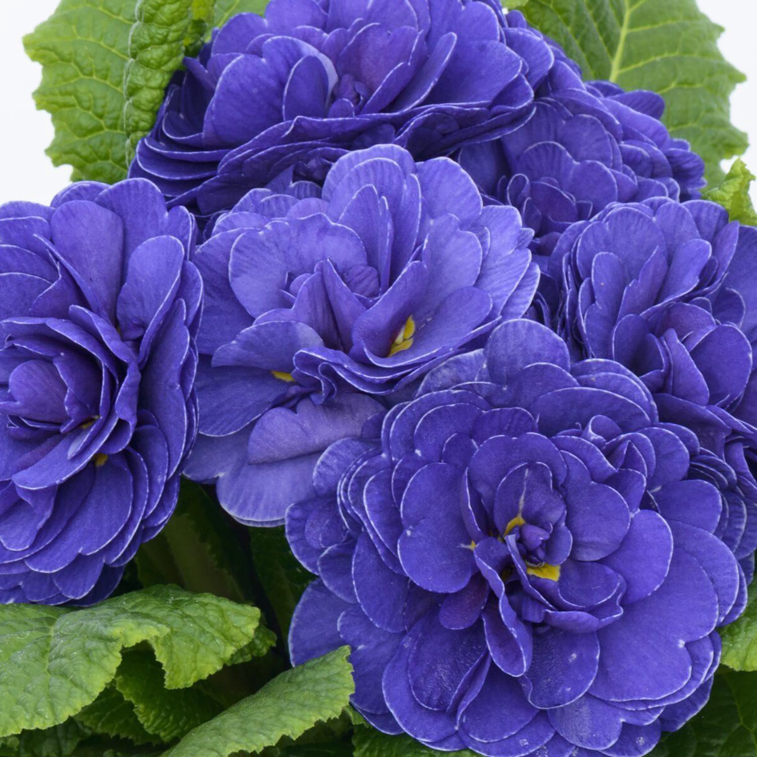 slide 2 of 4, Monrovia Blue "Ocean Blue" Primrose Plant in 2 -Quart Pot 1 -Pack, 1 ct