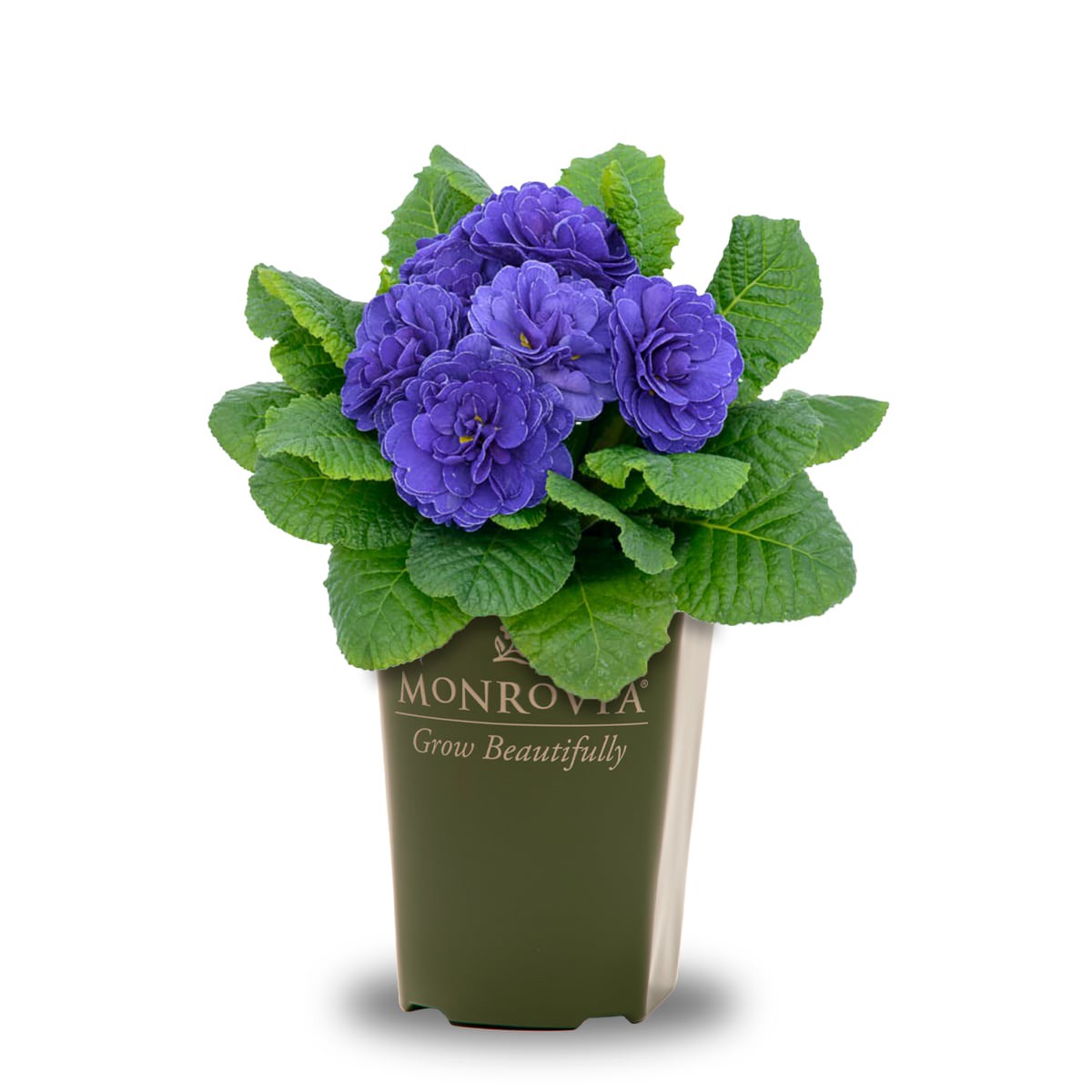 slide 1 of 4, Monrovia Blue "Ocean Blue" Primrose Plant in 2 -Quart Pot 1 -Pack, 1 ct