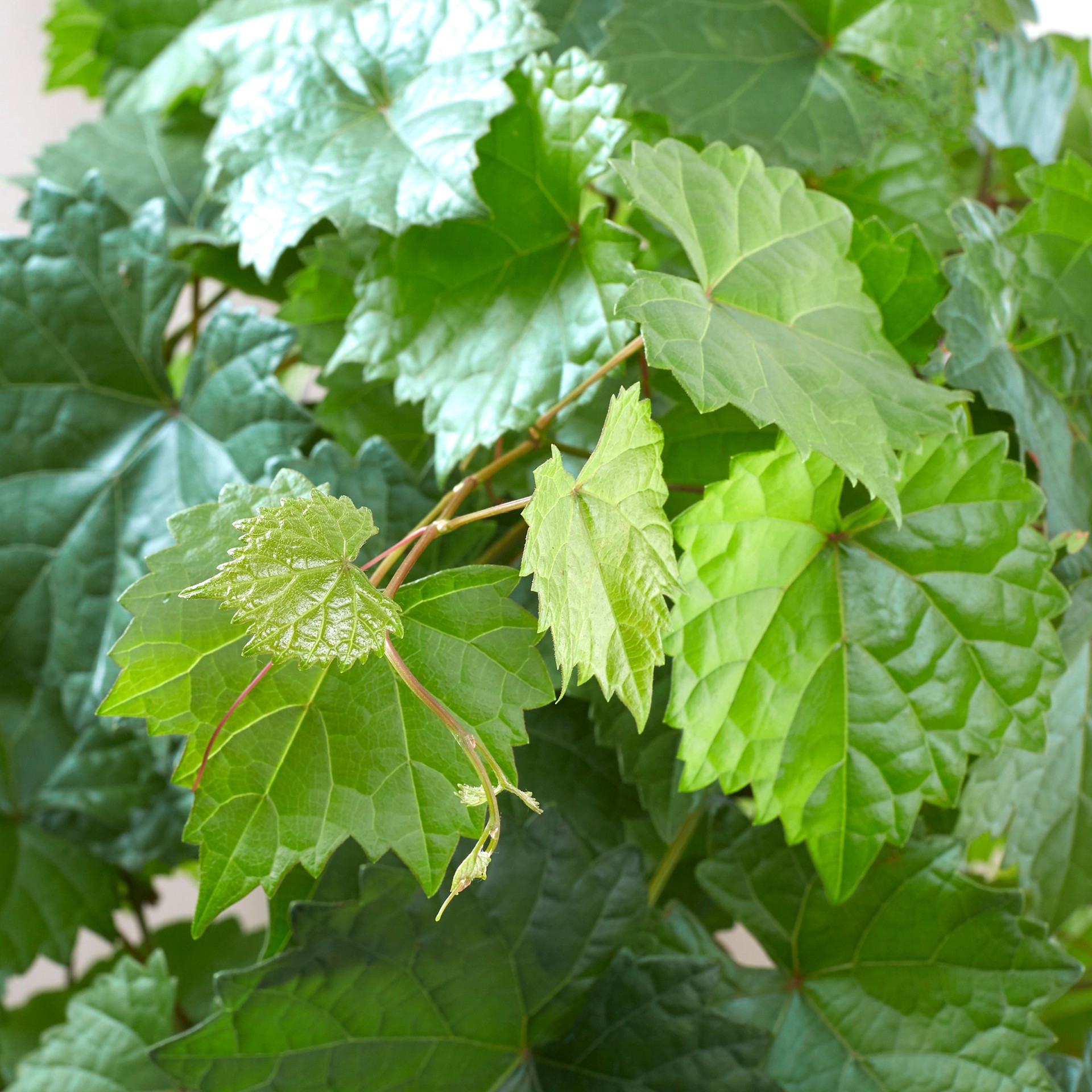 slide 2 of 4, Lowe's Grape Shrub in 3.58 -Gallon Pot, 1 ct