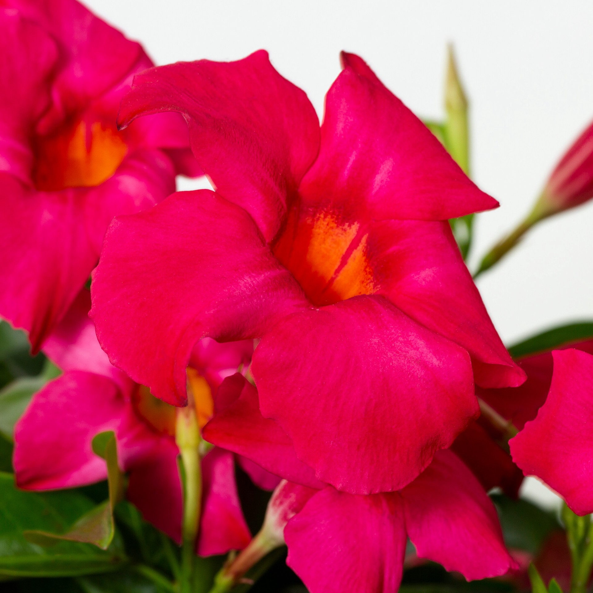 slide 4 of 4, Lowe's 1.00-GAL MANDEVILLA PINK SUNSCAPE, 1 ct