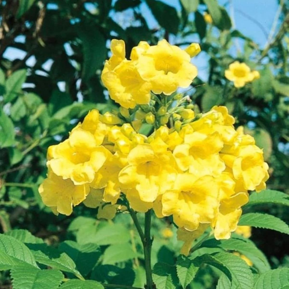 slide 3 of 4, Lowe's Yellow Bells Esperanza Flowering Shrub in 2 -Gallon Pot 1 -Pack with Yellow Blooms, 1 ct