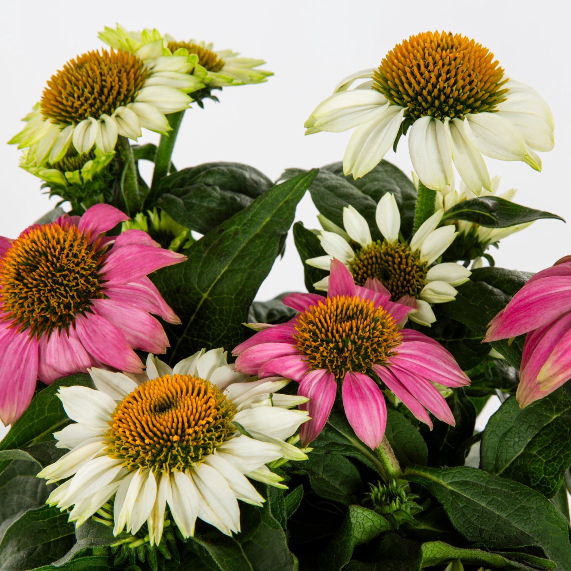 slide 2 of 4, Lowe's Multicolor Coneflower Plant in 1 -Gallon Pot 1 -Pack, 1 ct