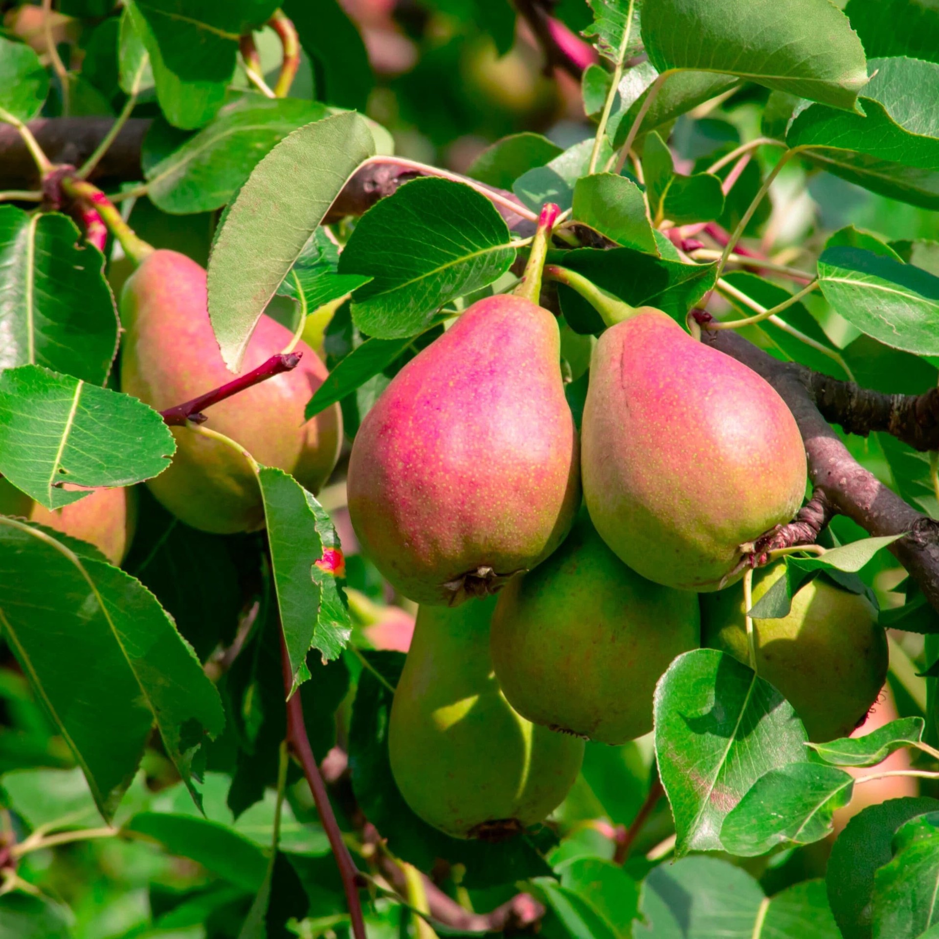 slide 2 of 2, Lowe's 3.58 -Gallon Ayers Pear, 1 ct