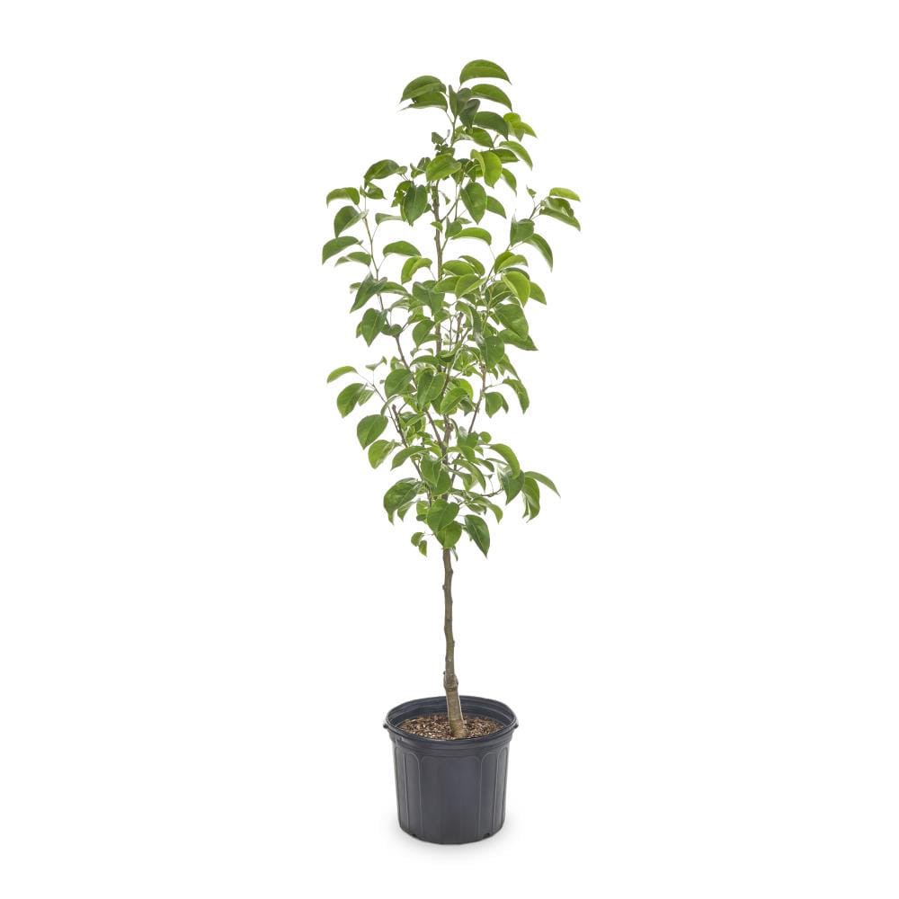 slide 1 of 2, Lowe's 3.58 -Gallon Ayers Pear, 1 ct