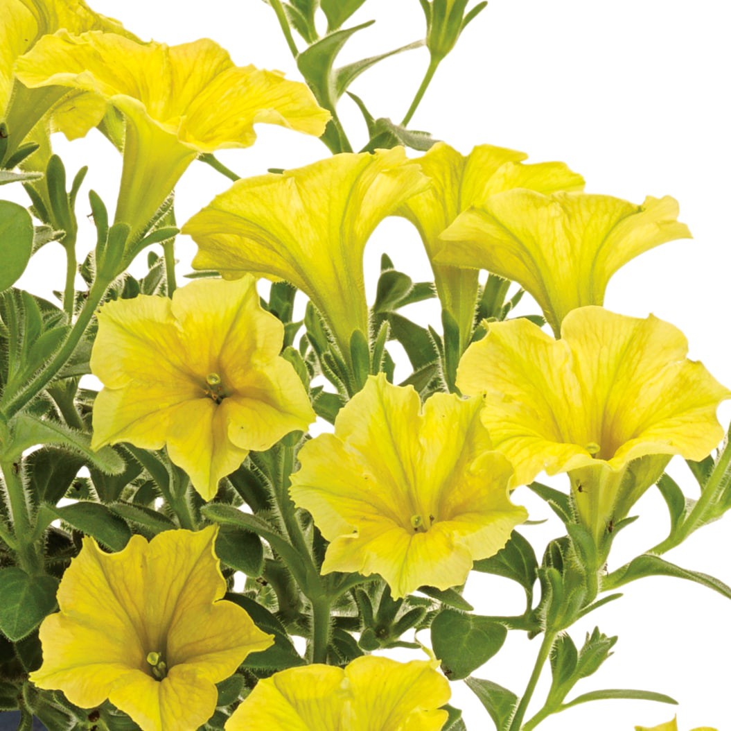 slide 2 of 4, Lowe's Yellow Yellow Supertunia in 2 Quart(s) Pot 1 -Pack, 1 ct