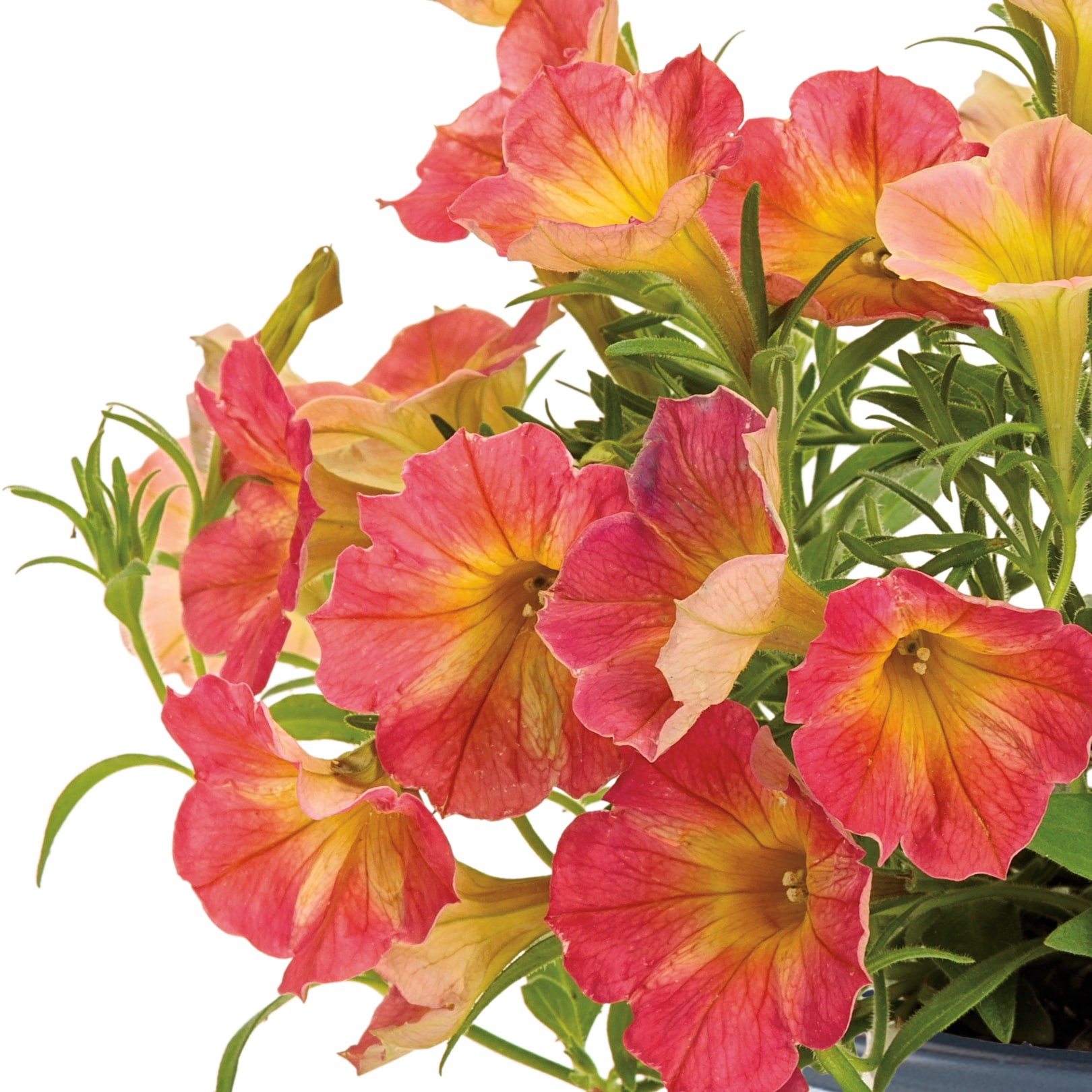 slide 2 of 4, Lowe's Orange Persimmon Supertunia in 1.5 Pint Pot 1 -Pack, 1 ct