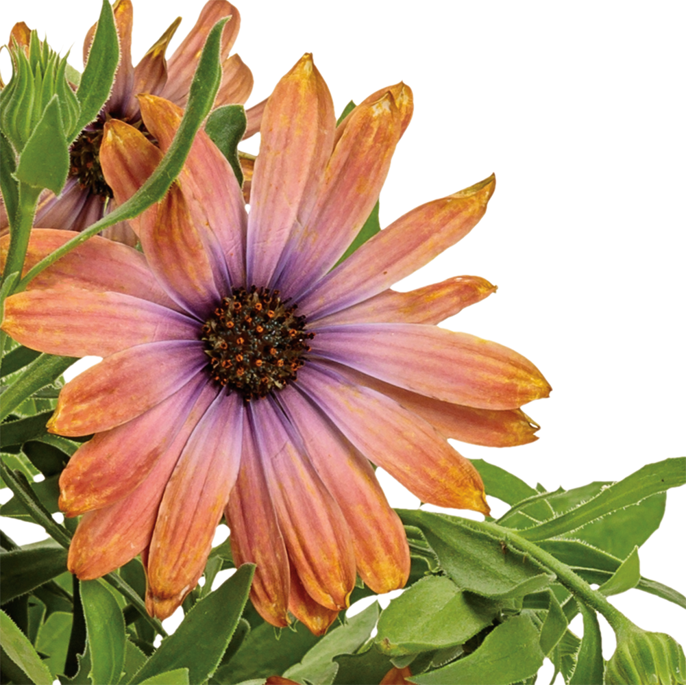 slide 2 of 4, Lowe's Pink Horizon Sunset African Daisy in 1.5 Pint Pot 1 -Pack, 1 ct