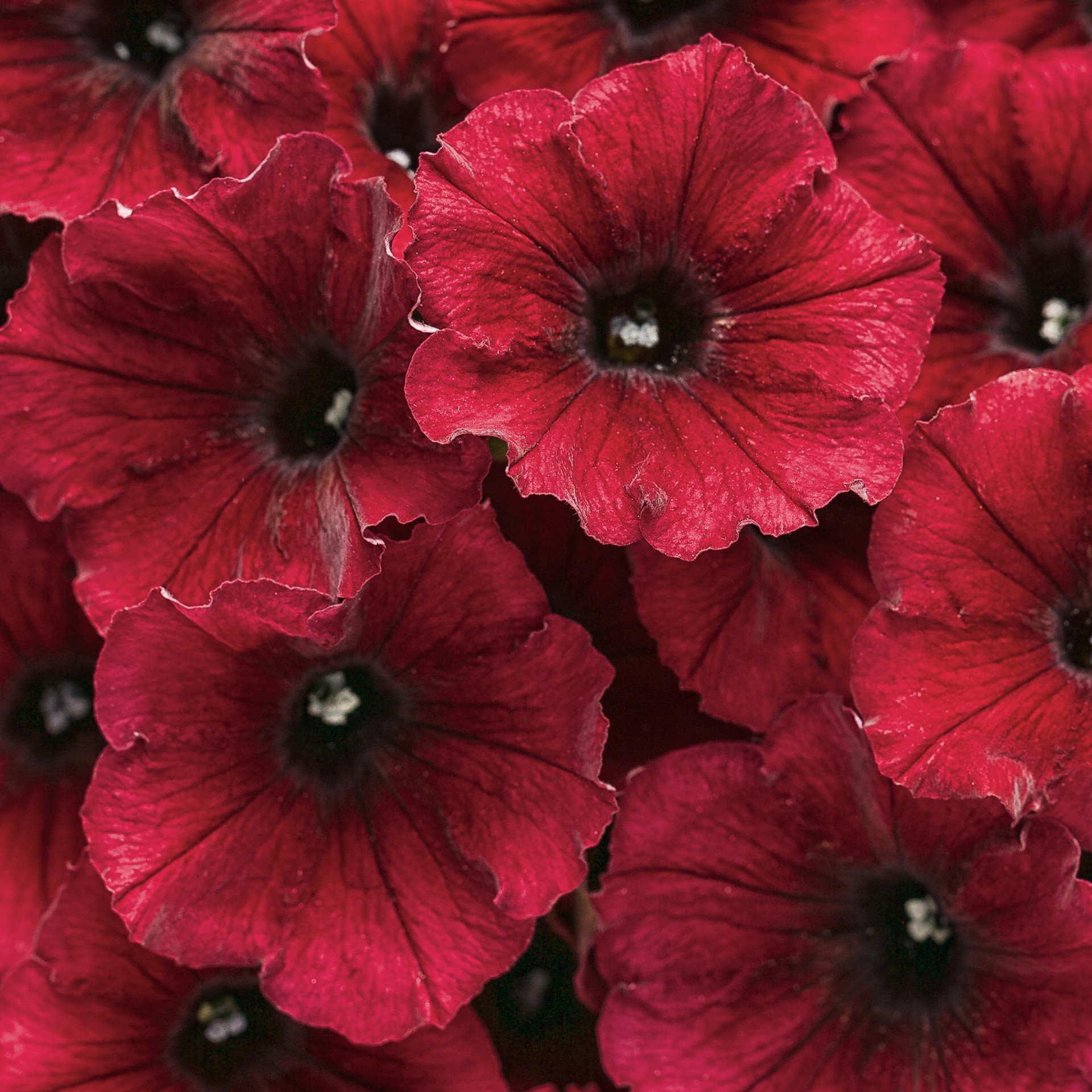 slide 2 of 4, Lowe's Red Supertunia Black Cherry in 1.5 Pint Pot 1 -Pack, 1 ct