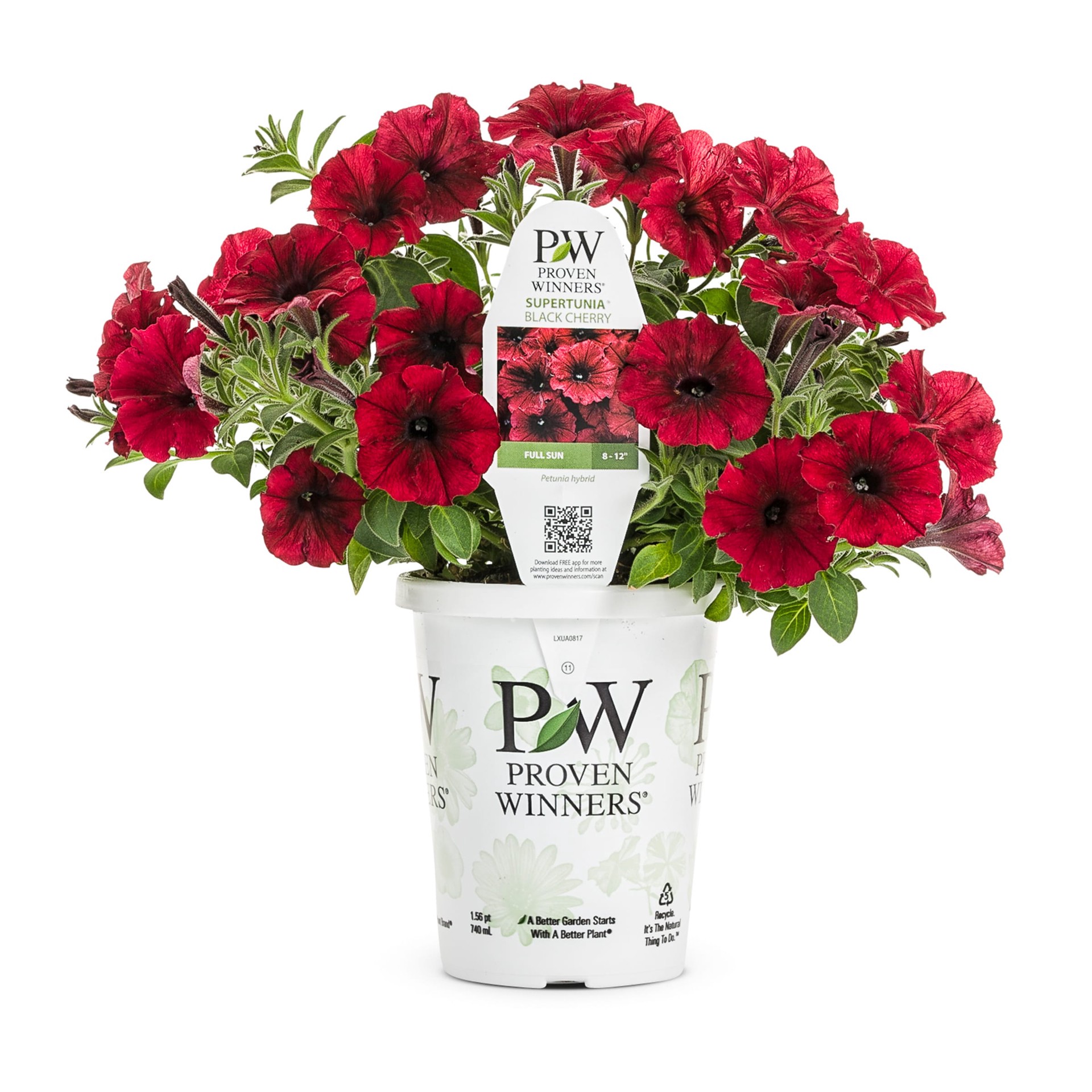 slide 1 of 4, Lowe's Red Supertunia Black Cherry in 1.5 Pint Pot 1 -Pack, 1 ct