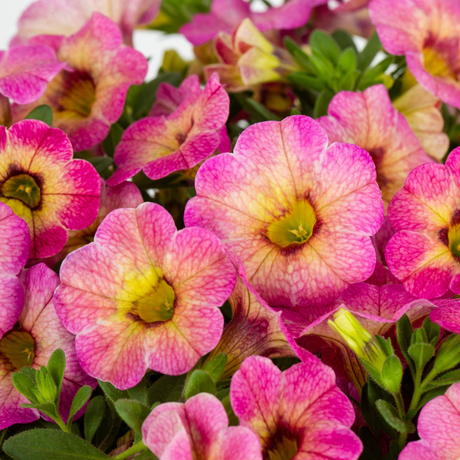 slide 2 of 2, Lowe's Multicolor Calibrachoa in 1.56 Pint Pot 1 -Pack, 1 ct