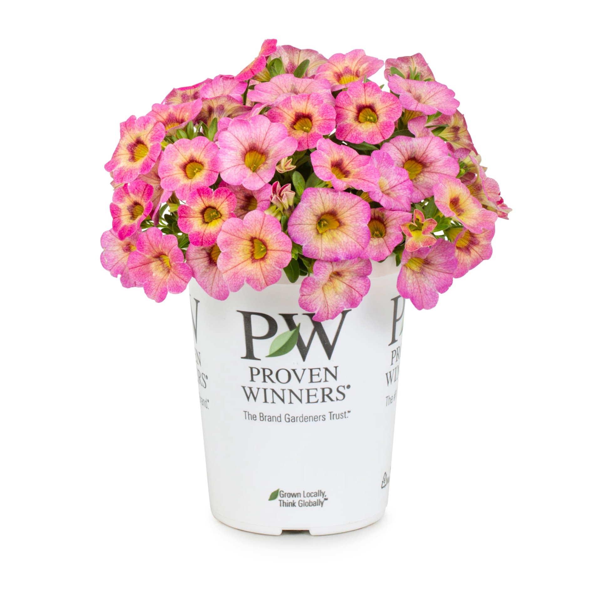 slide 1 of 2, Lowe's Multicolor Calibrachoa in 1.56 Pint Pot 1 -Pack, 1 ct