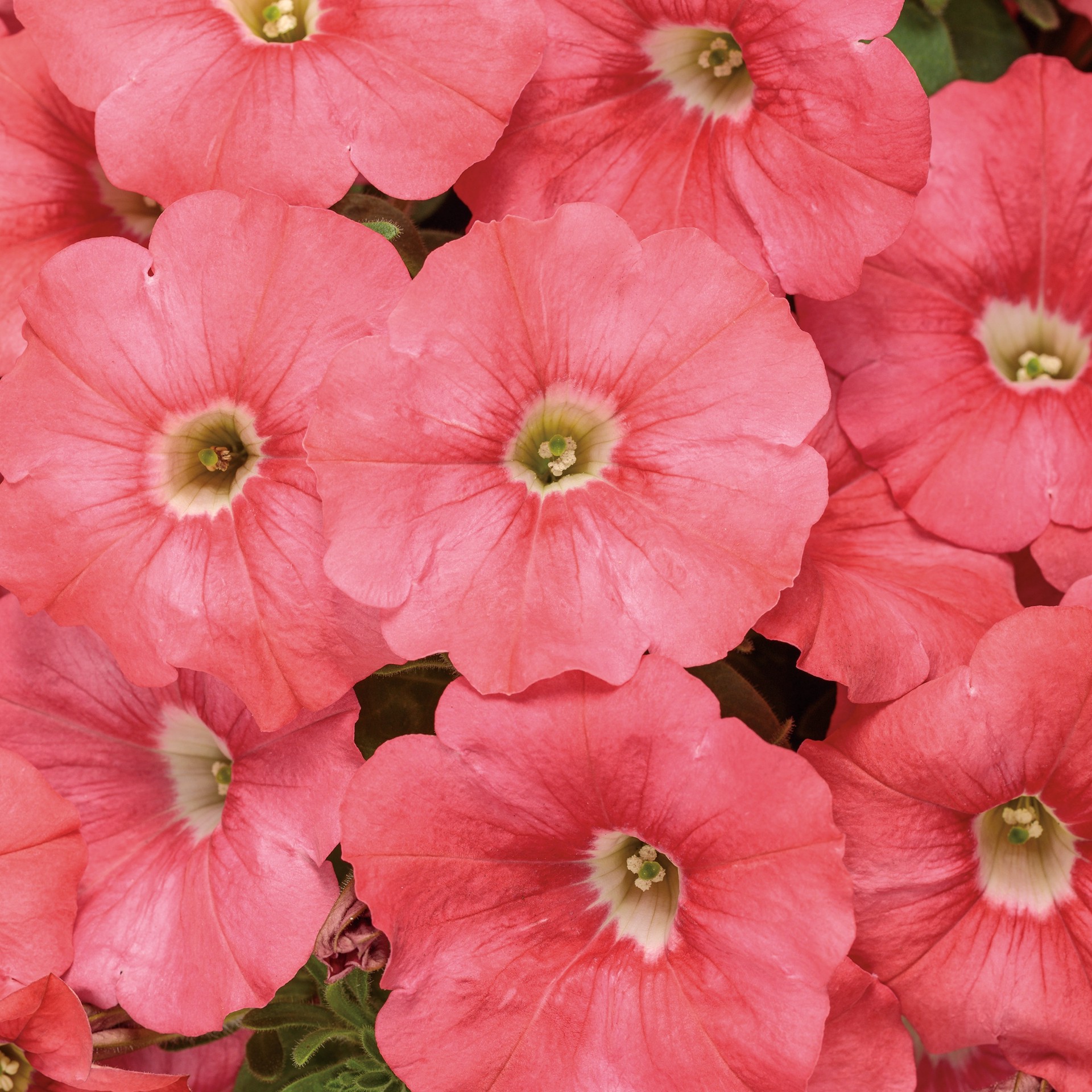 slide 2 of 4, Lowe's Pink Bermuda Beach Supertunia in 1.5 Pint Pot 1 -Pack, 1 ct