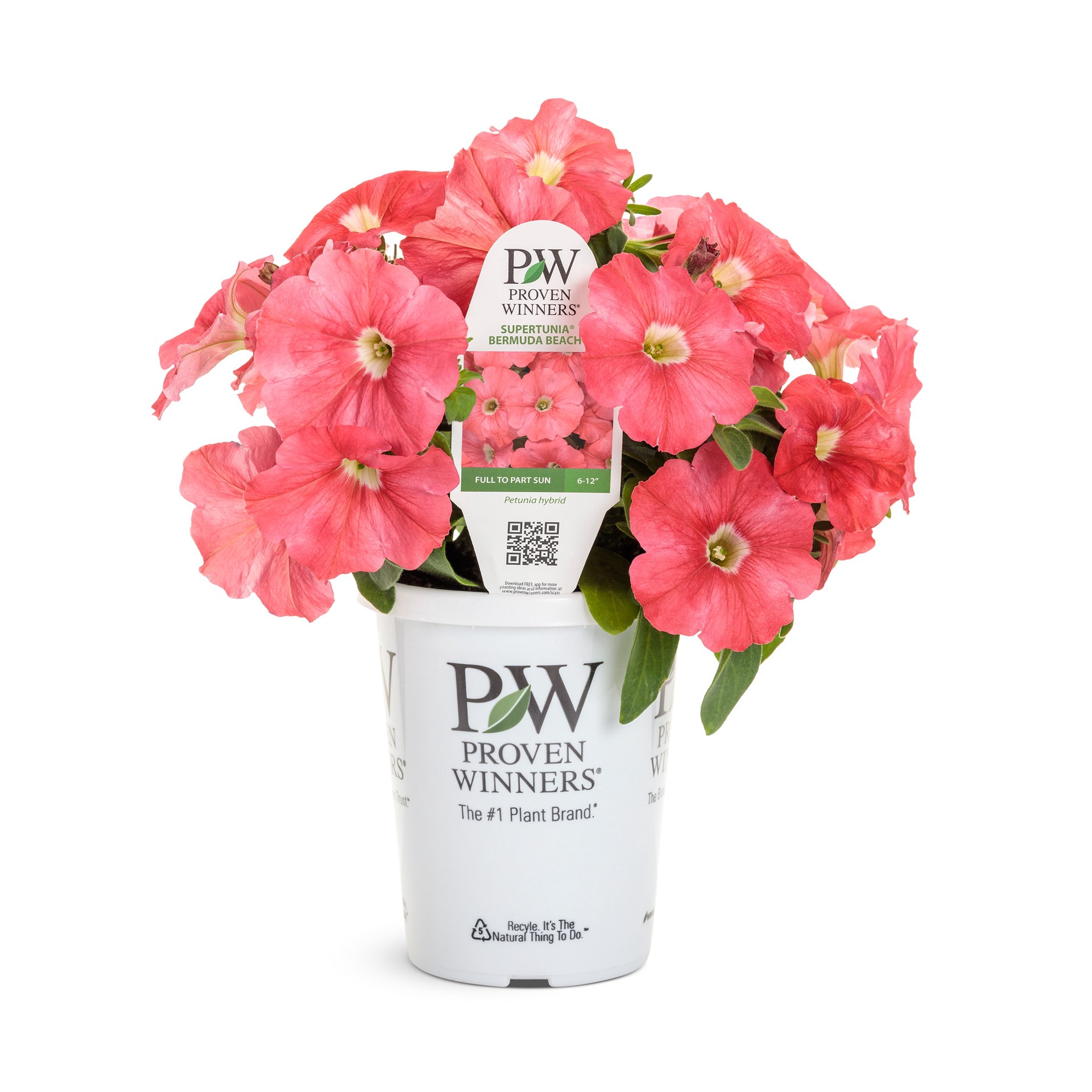 slide 1 of 4, Lowe's Pink Bermuda Beach Supertunia in 1.5 Pint Pot 1 -Pack, 1 ct