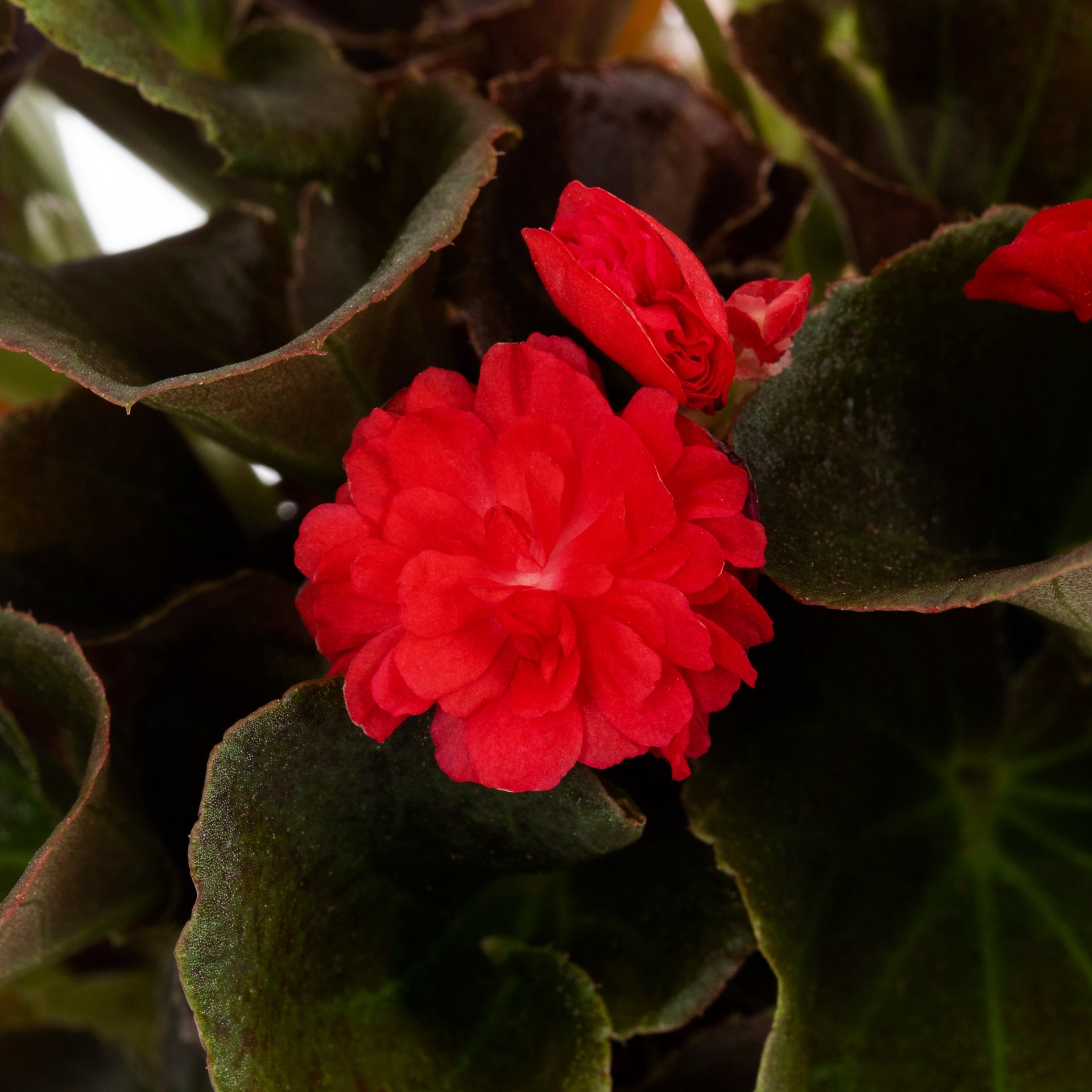 slide 2 of 4, Lowe's Red Begonia in 1.5 Pint Pot 1 -Pack, 1 ct