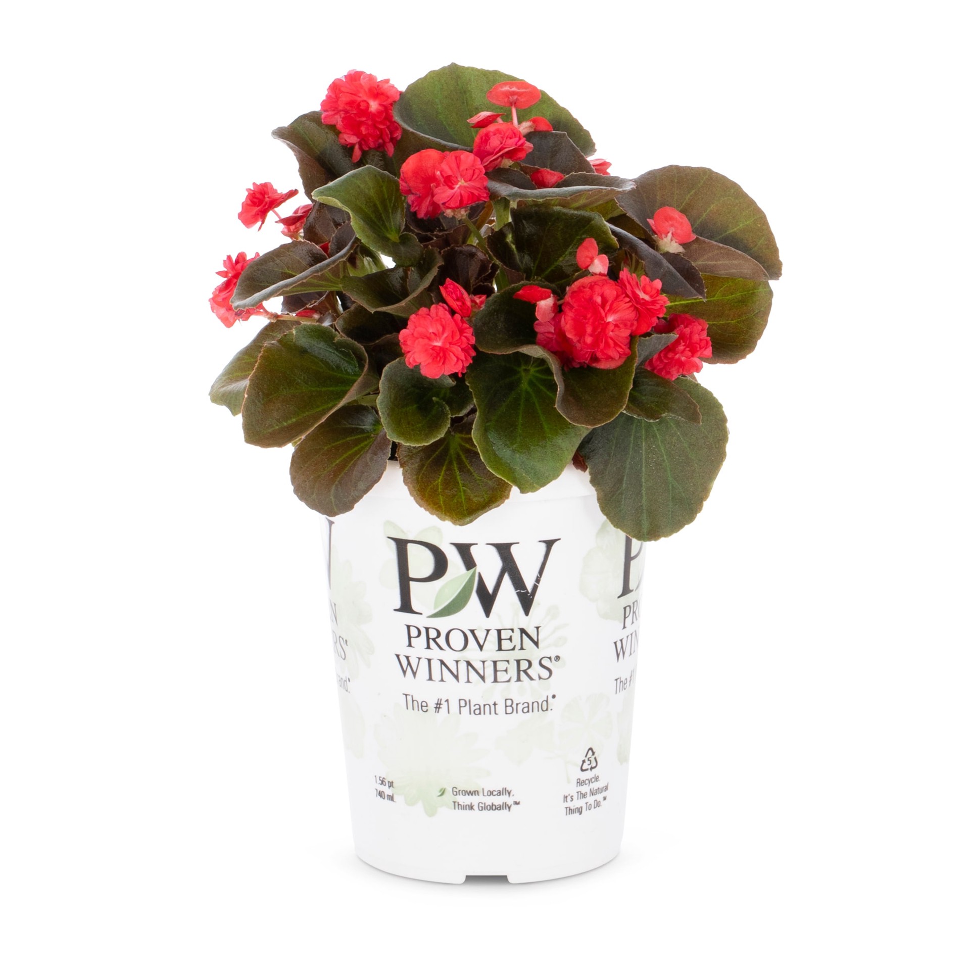 slide 1 of 4, Lowe's Red Begonia in 1.5 Pint Pot 1 -Pack, 1 ct