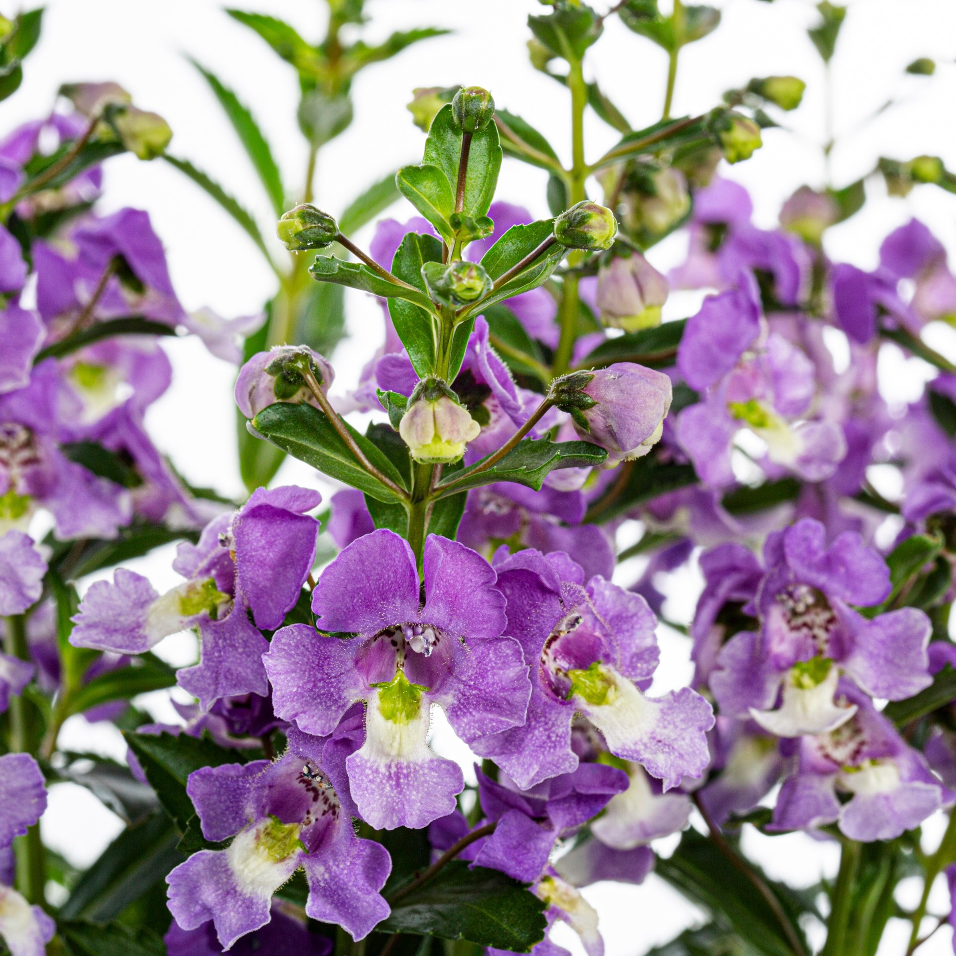 slide 2 of 4, Lowe's Blue Angelonia in 2 Quart(s) Pot 1 -Pack, 1 ct