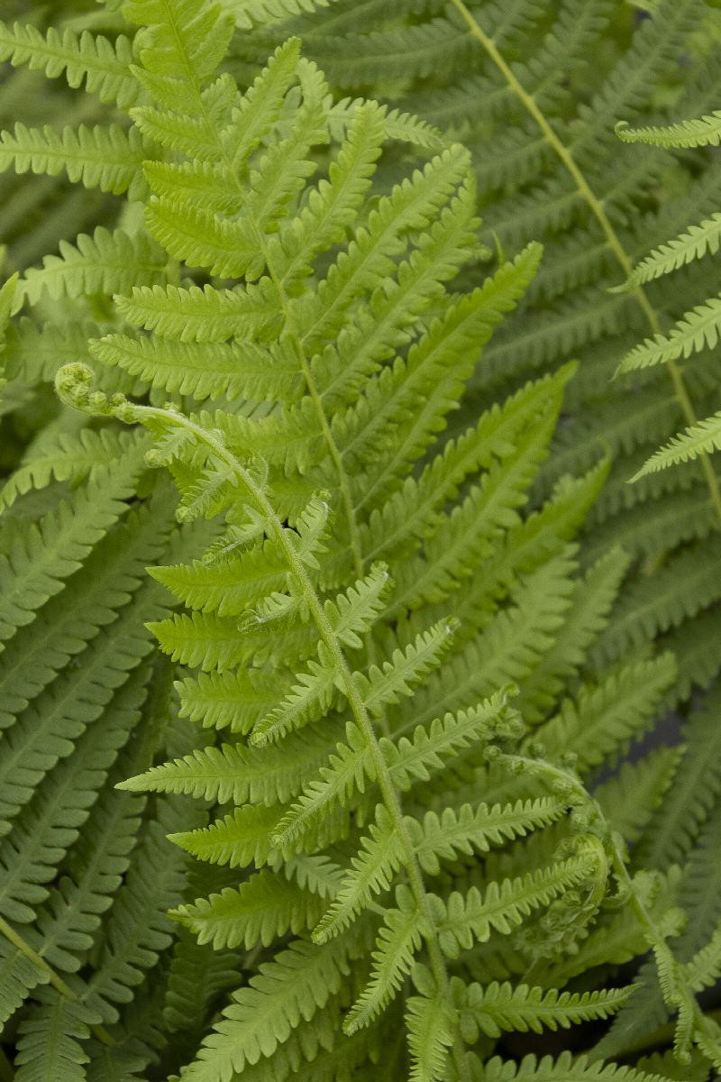 slide 1 of 1, Monrovia Lucky Bamboo House plant in 1 Ounce(s) Pot 1.0 -Pack, 1 ct